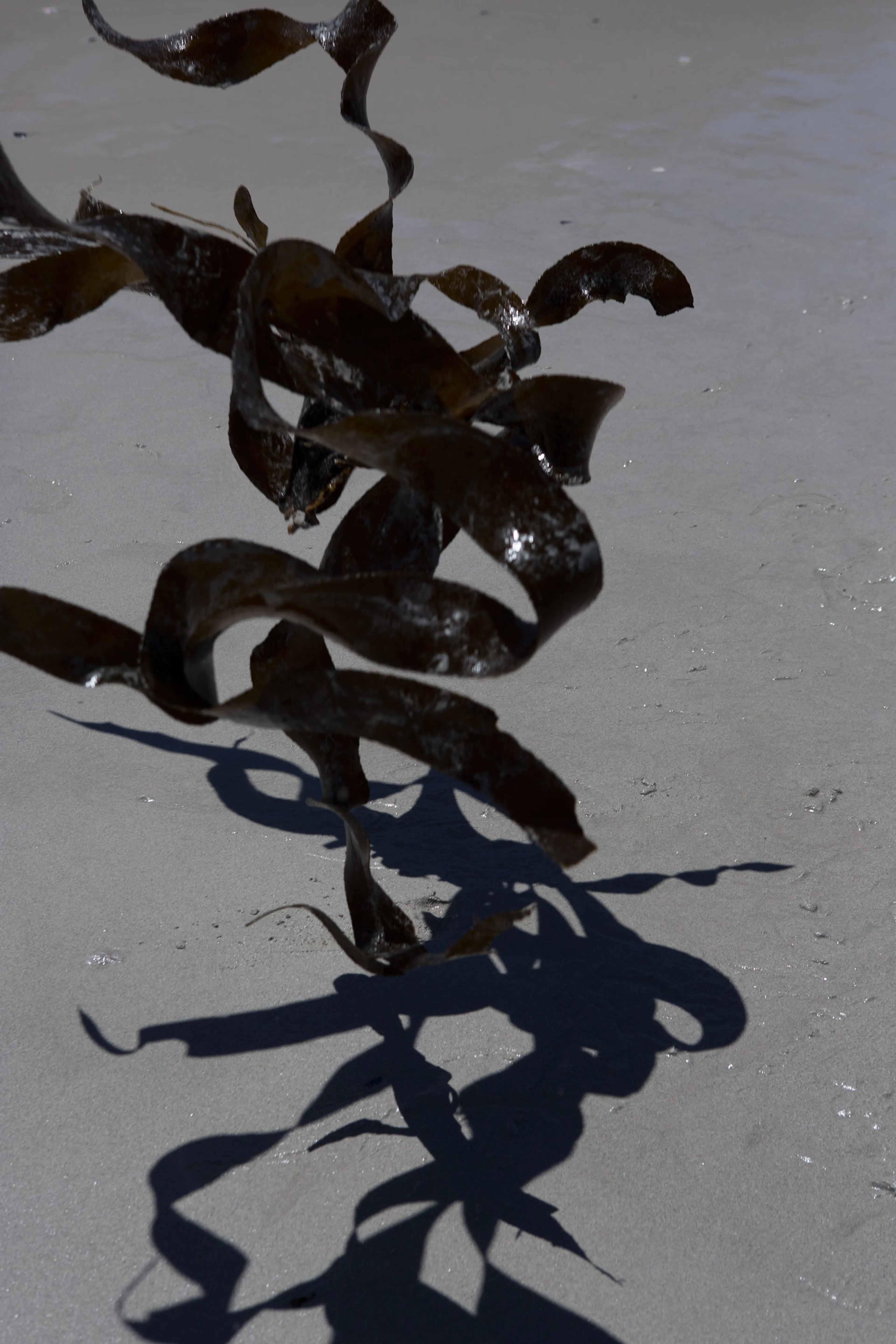 Kelp, from the series "Larvae" 2014.