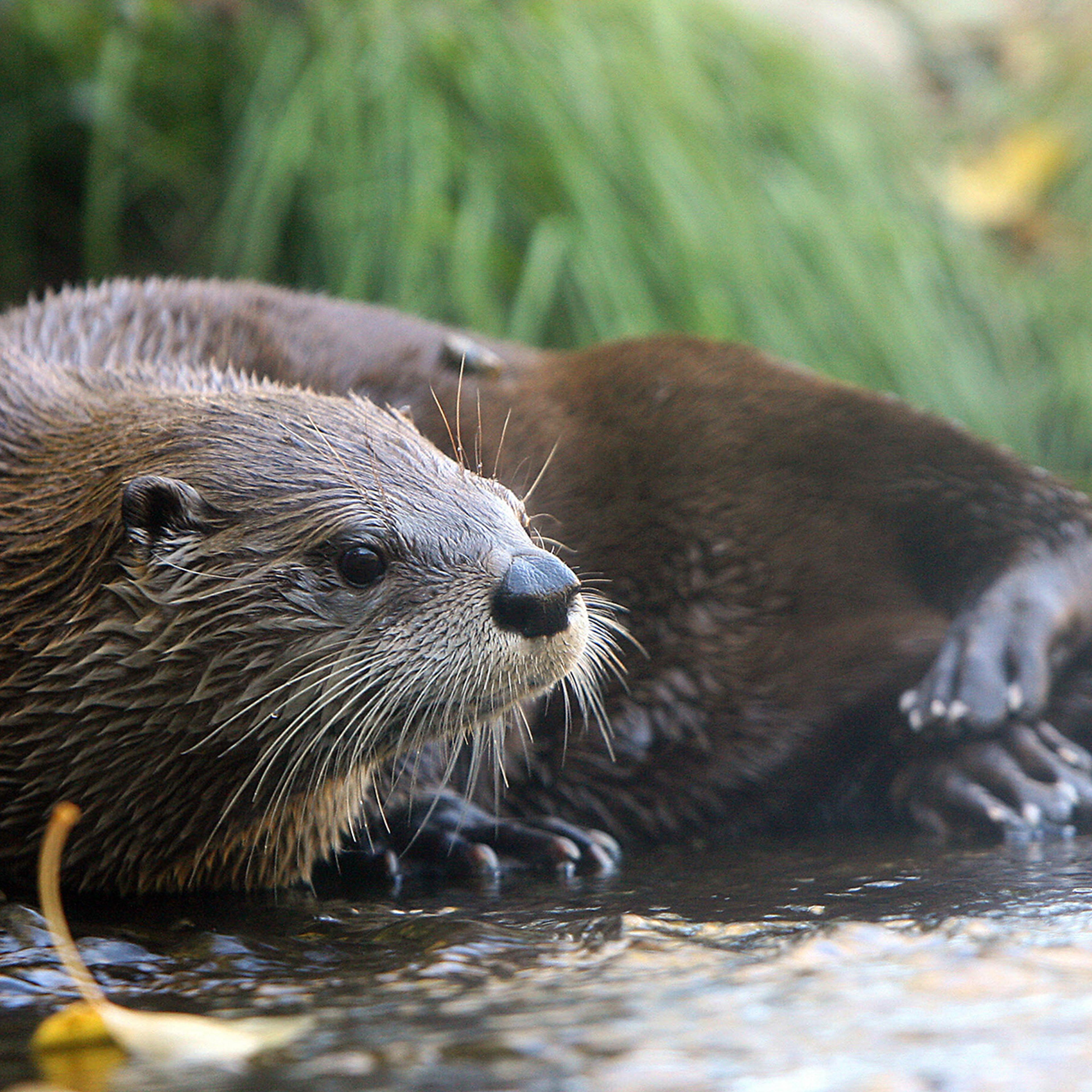 A River Otter rest in its exhibit at the
