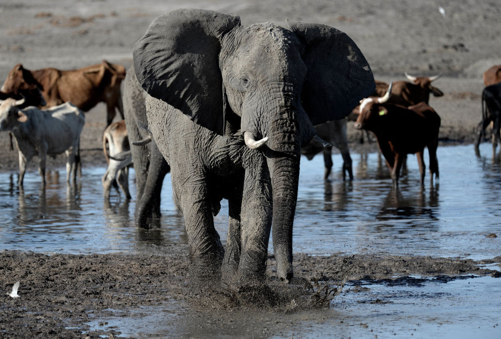 BOTSWANA-WILDLIFE-DROUGHT