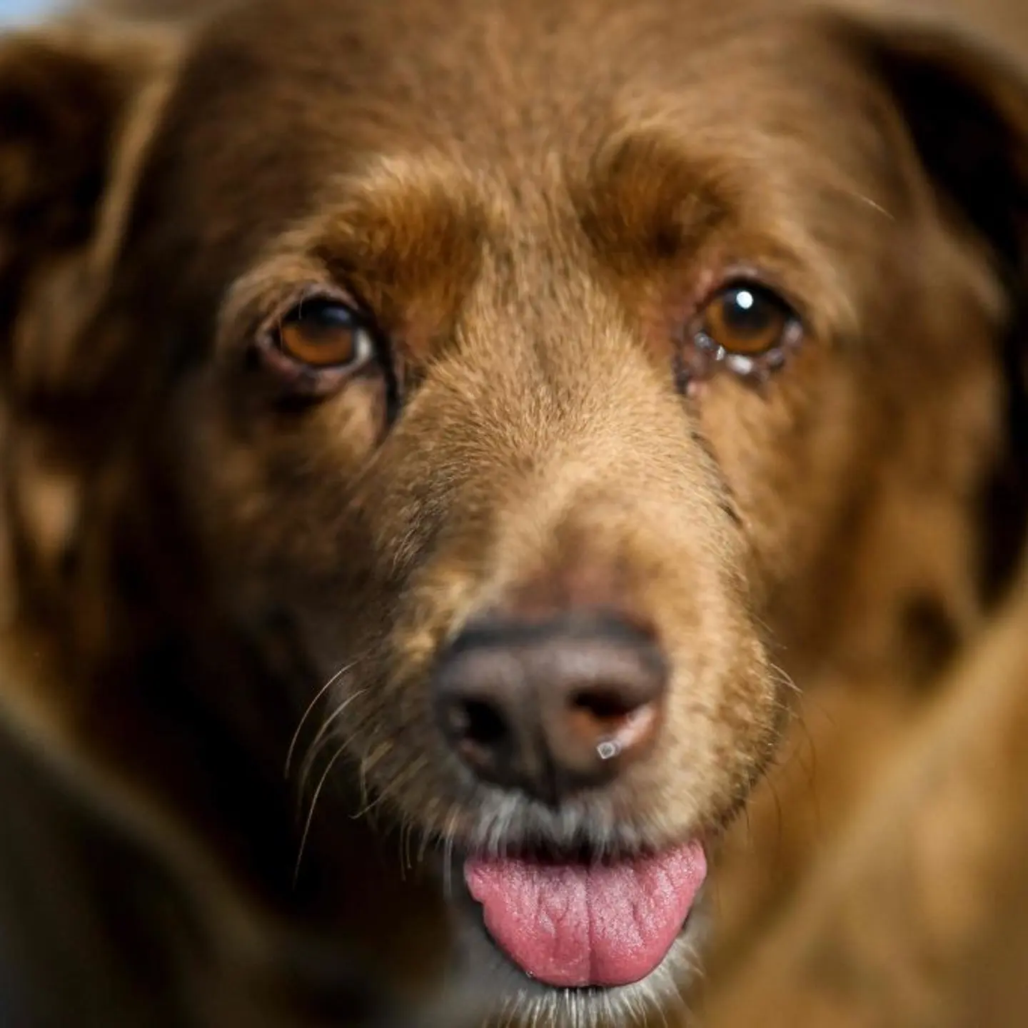 Guinness oldest dog.