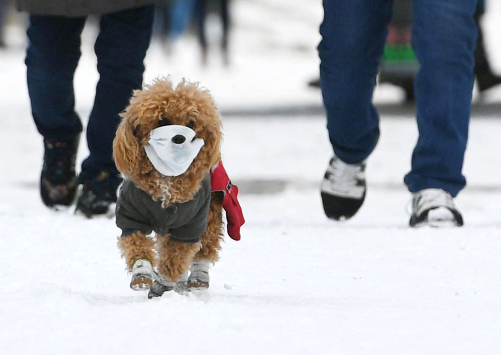Pet Dog Wears Face Mask In Changchun