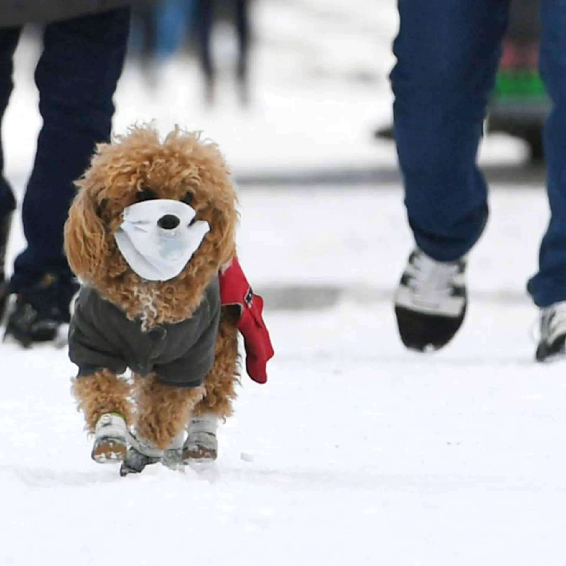 Pet Dog Wears Face Mask In Changchun