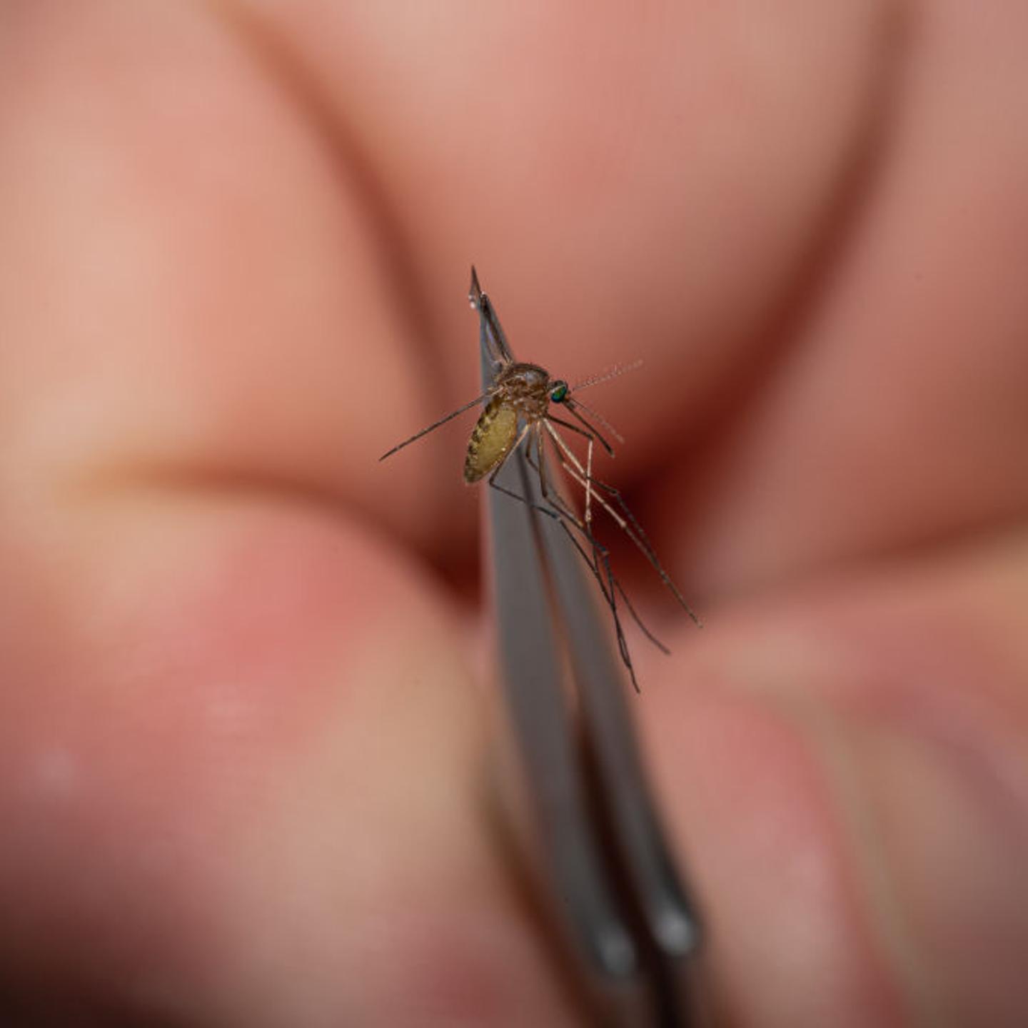 Mosquitos In Kentucky Are Tested After West Nile Virus Found In Area