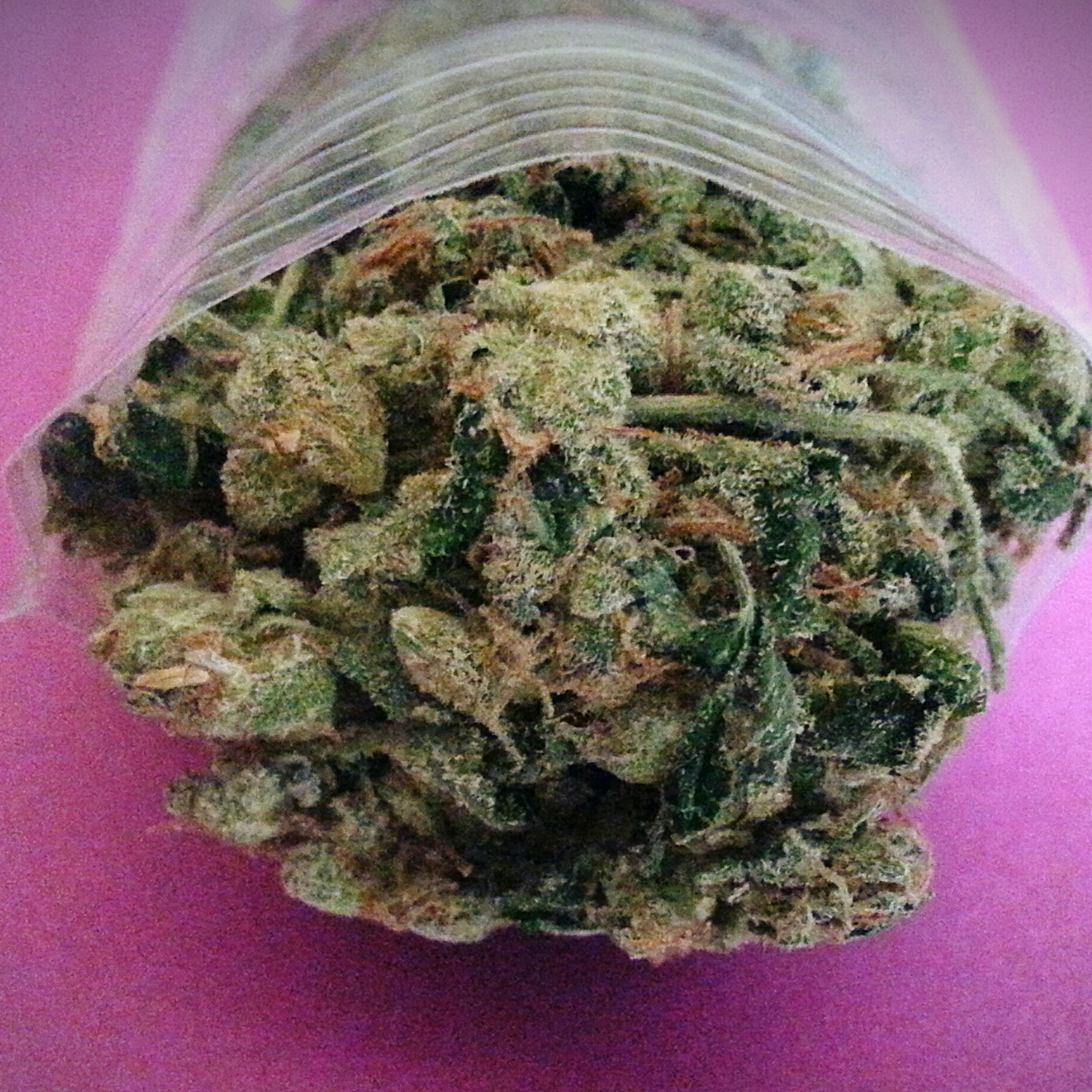 cannabis campus portland oregon