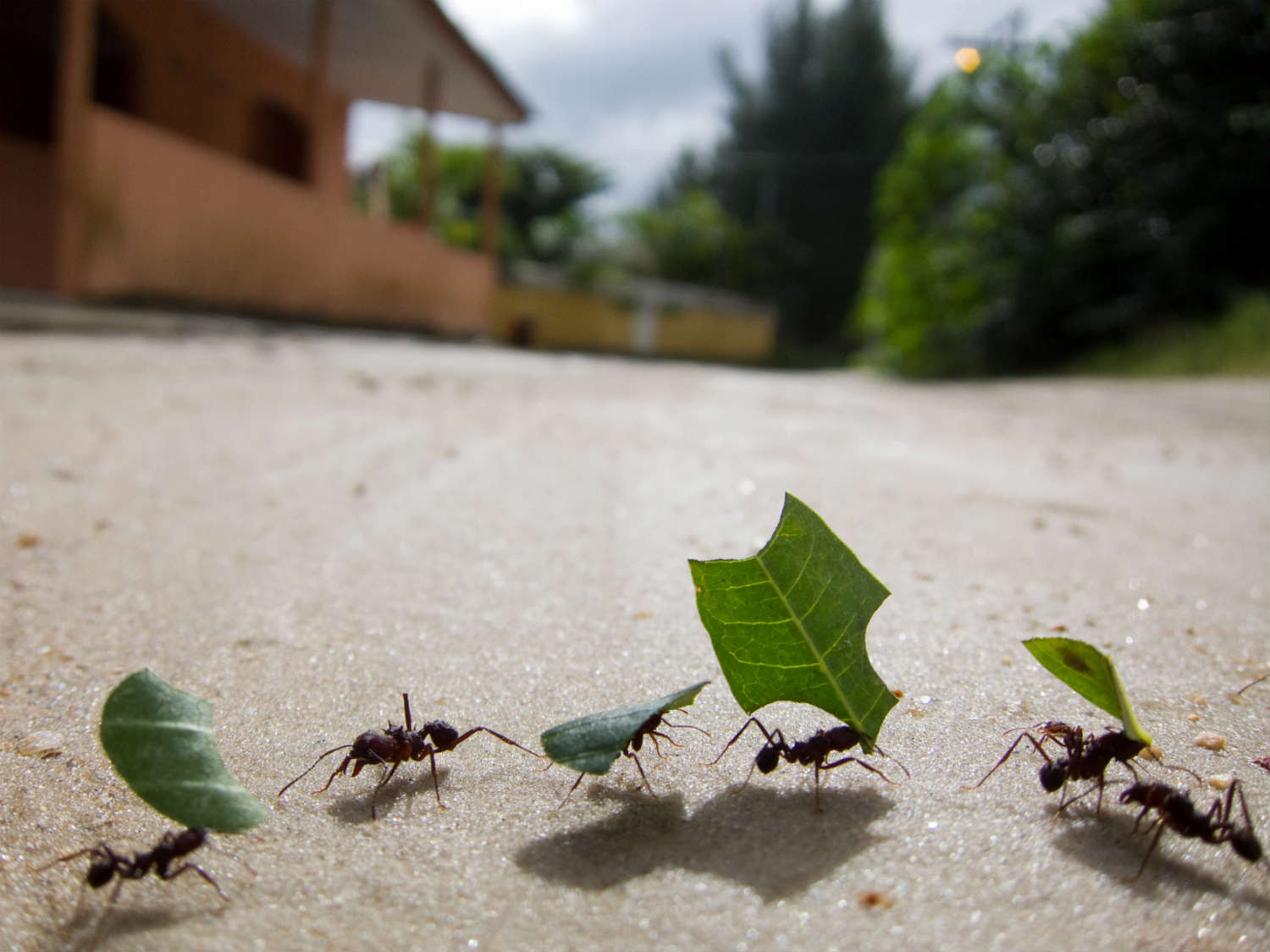 Ants carry leaves to their nest