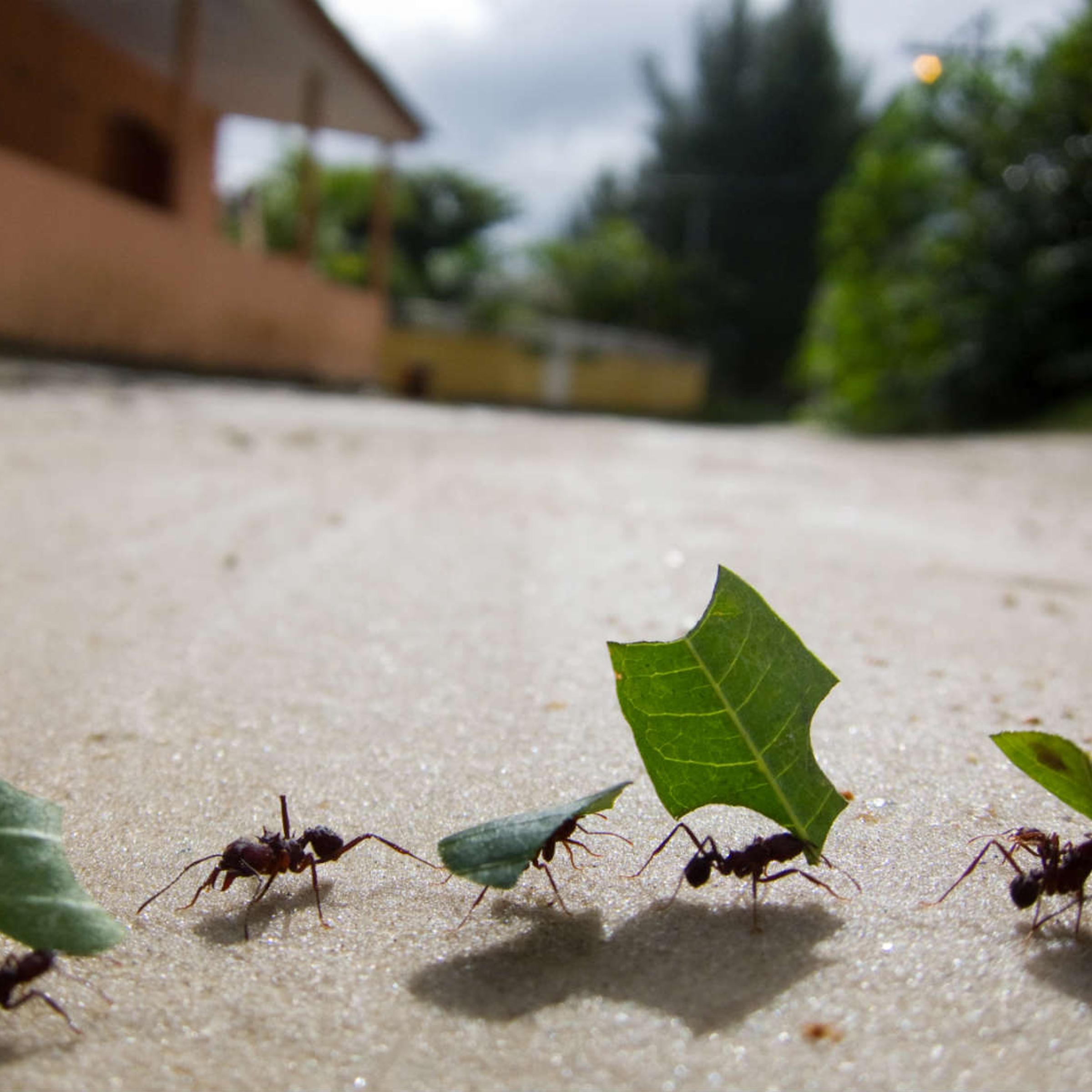 Ants carry leaves to their nest