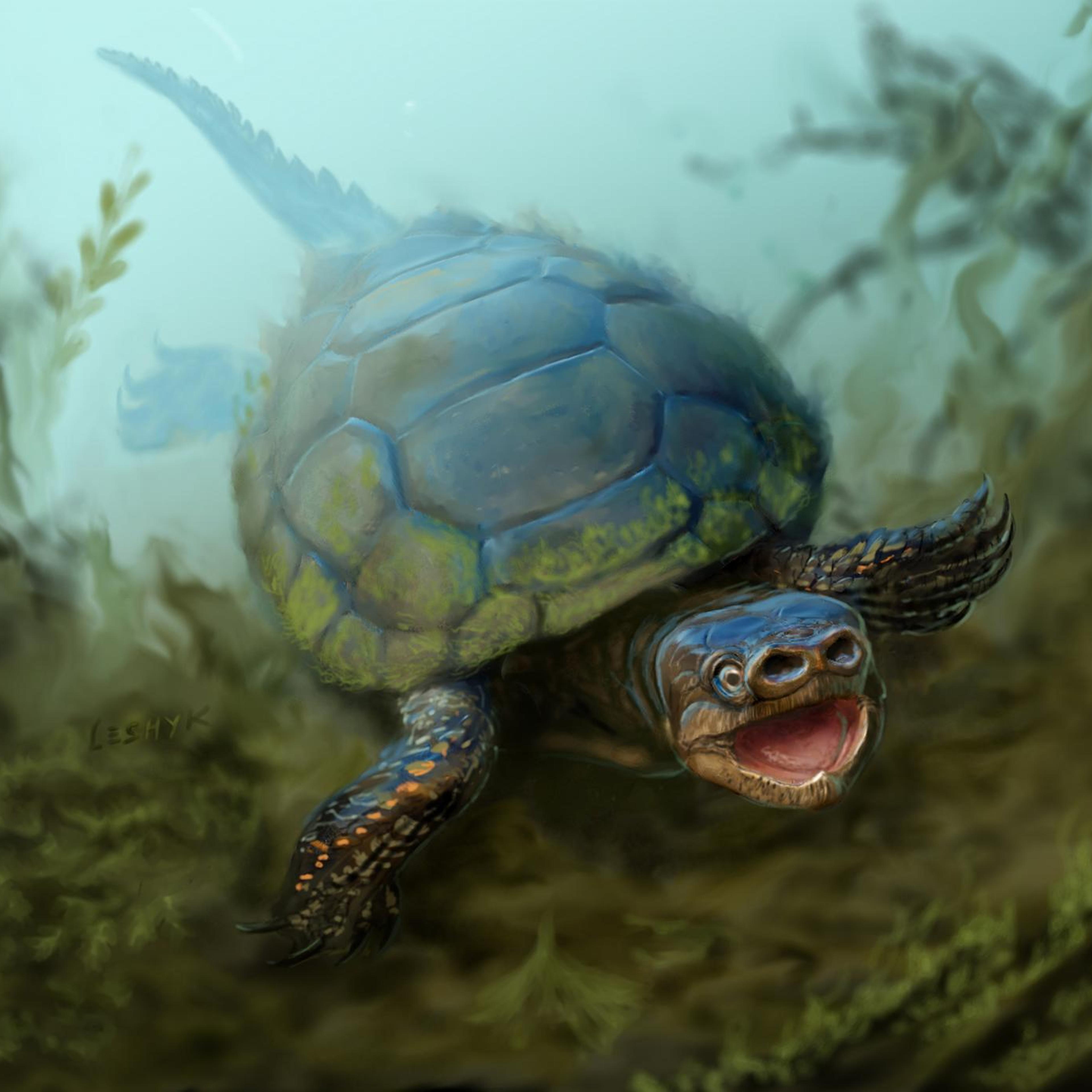 Pig-Snouted Turtle