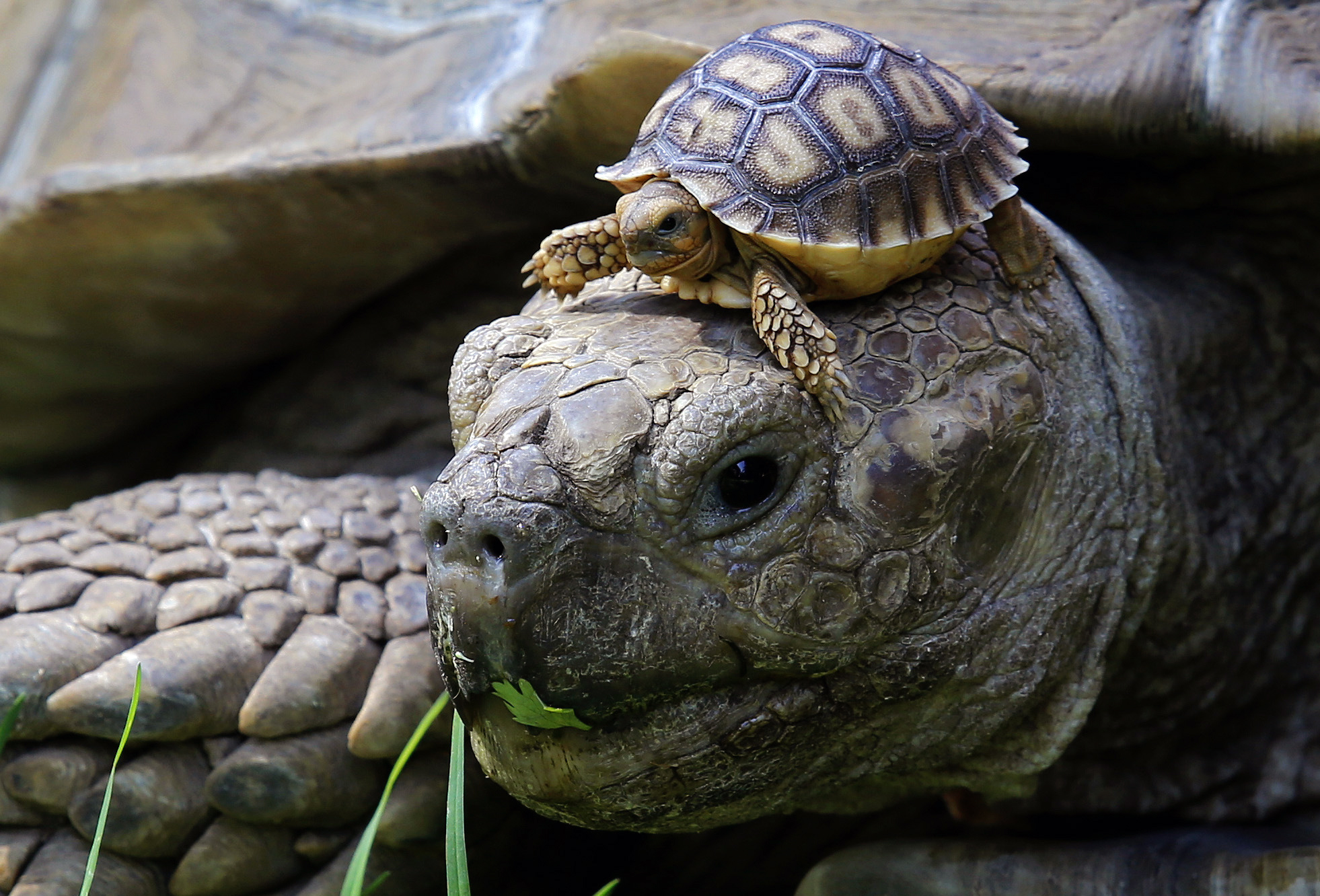 MEXICO-ZOO-TURTLES