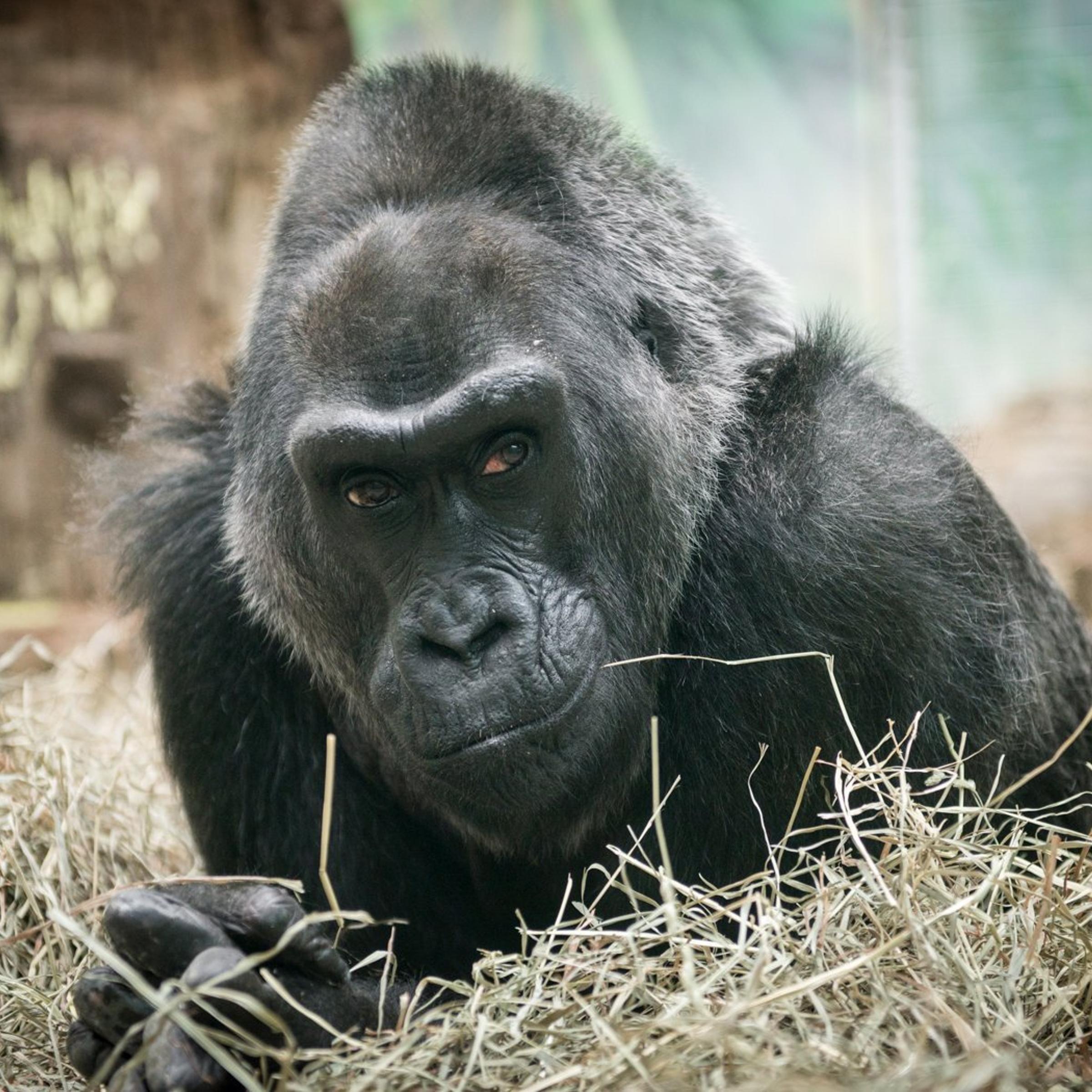 Colo, the oldest gorilla born in captivity, sits in straw at Columbus Zoo