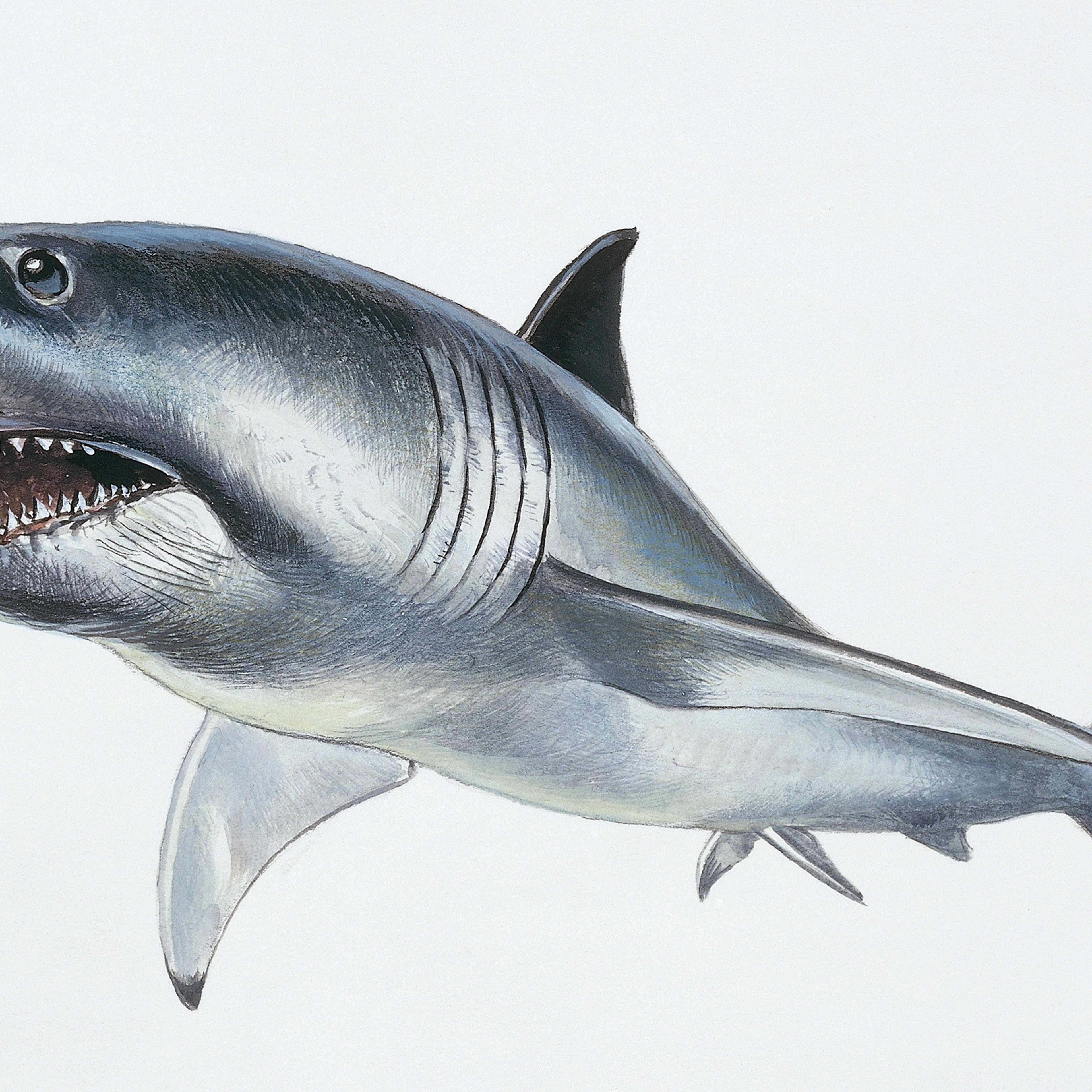 Reconstruction of Megalodon