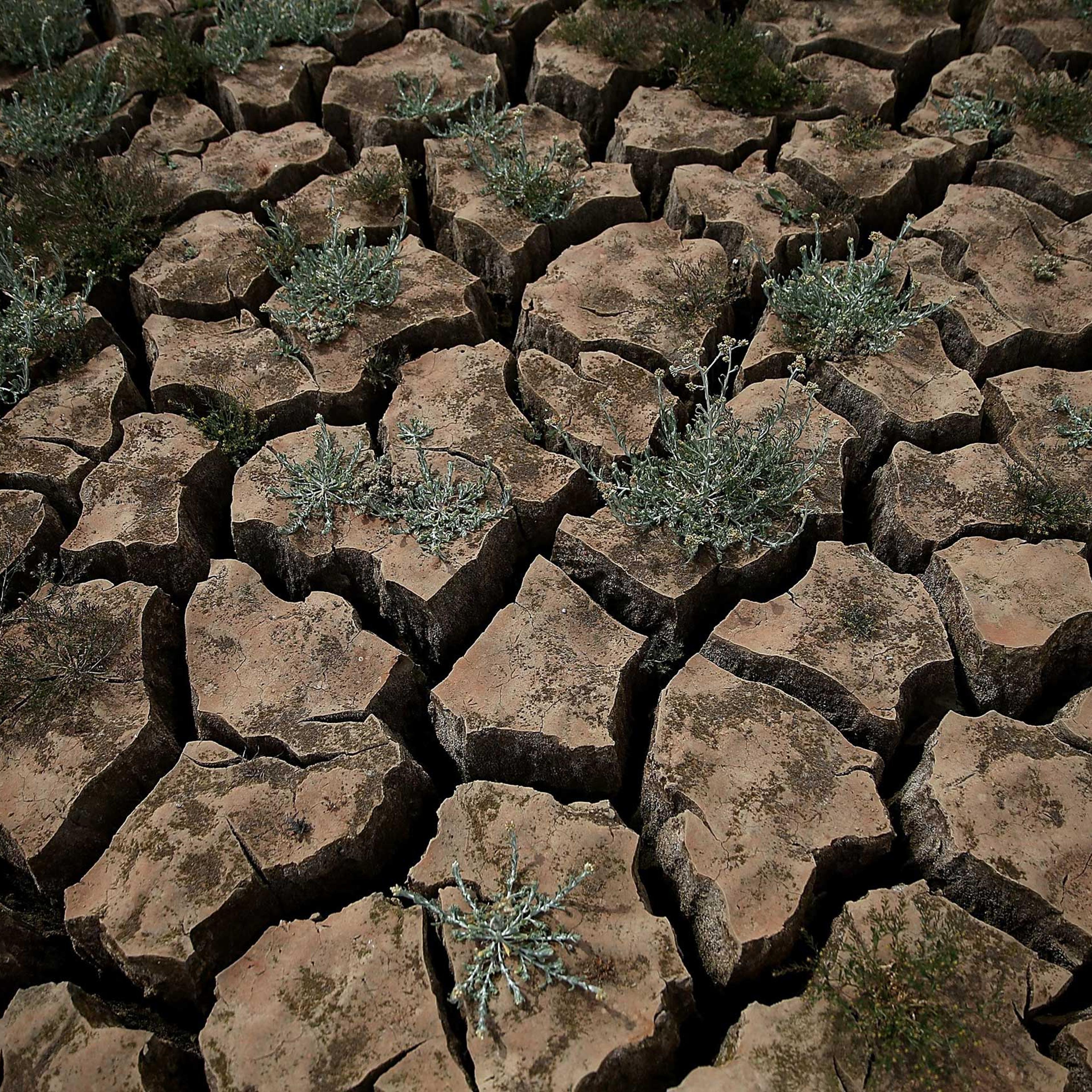 Weeds grow in dry cracked earth that used to be the bottom of Lake McClure in La Grange, California on March 24, 2015.