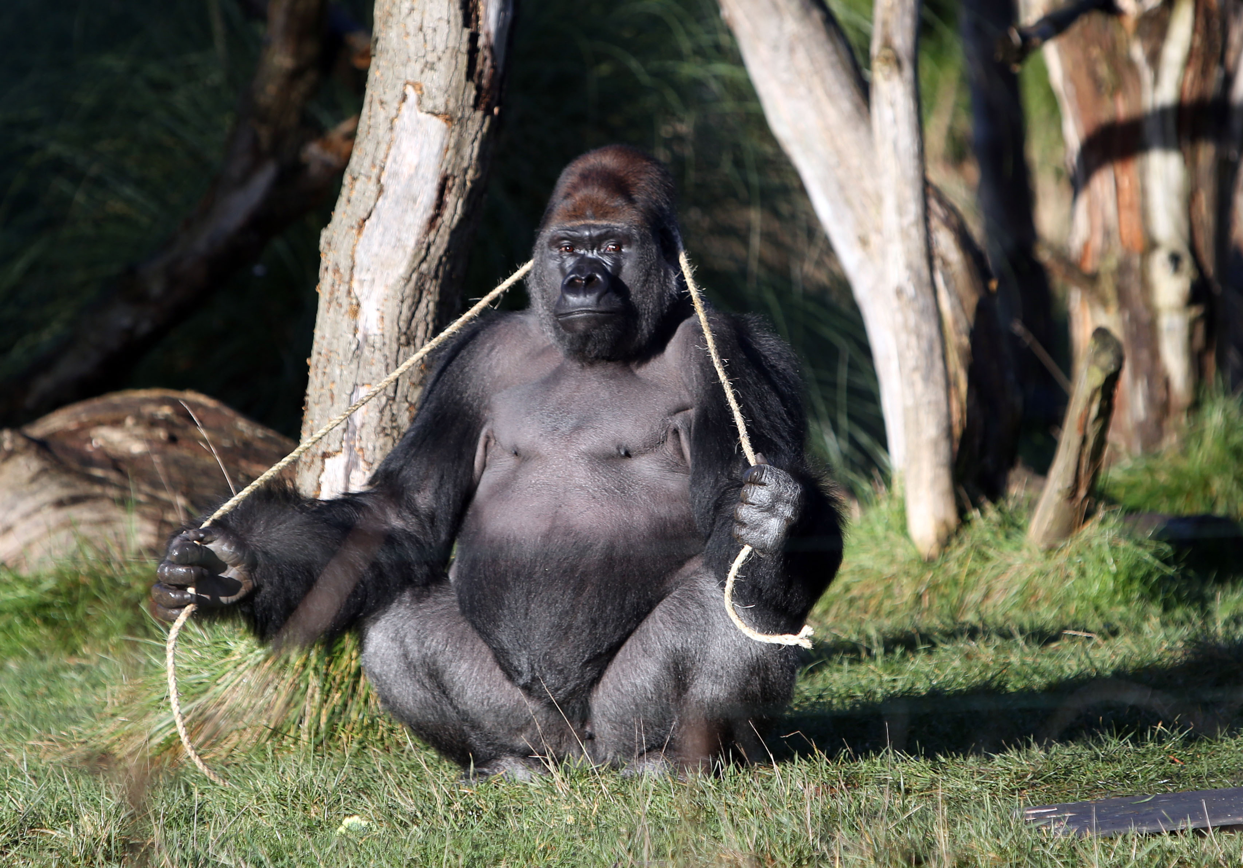 Gorilla escapes from London Zoo enclosure. File photo dated 02/01/14 of male western lowland gorilla Kumbuka who escaped from his enclosure putting London Zoo on lock-down. Issue date: Thursday October 13, 2016. Armed police were called to the central Lo