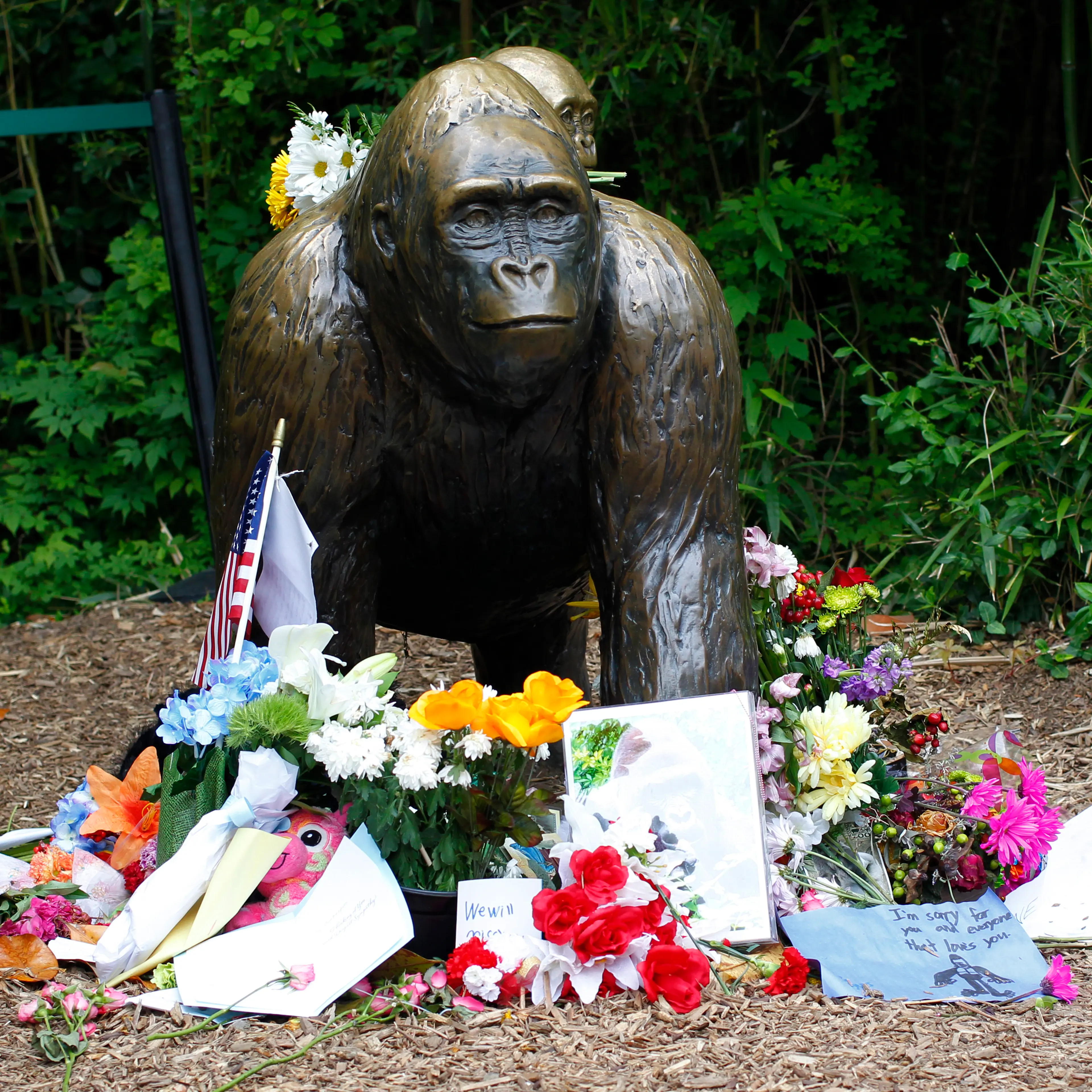 Flowers lay around a bronze statue of a gorilla and her baby outside the Cincinnati Zoo's Gorilla World exhibit in Cincinnati, Ohio, on June 2, 2016.