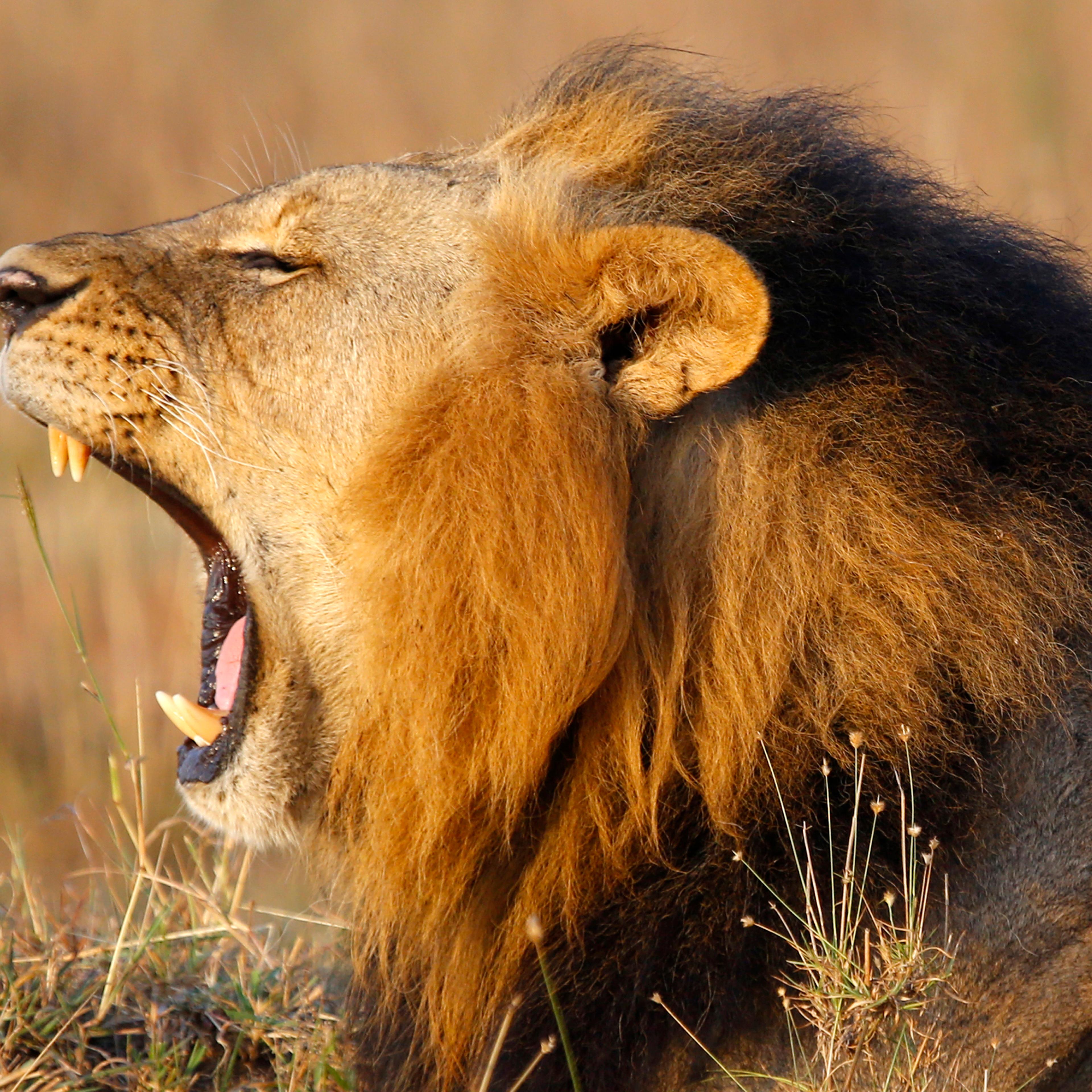 A lions yawns at Nairobi's National Park