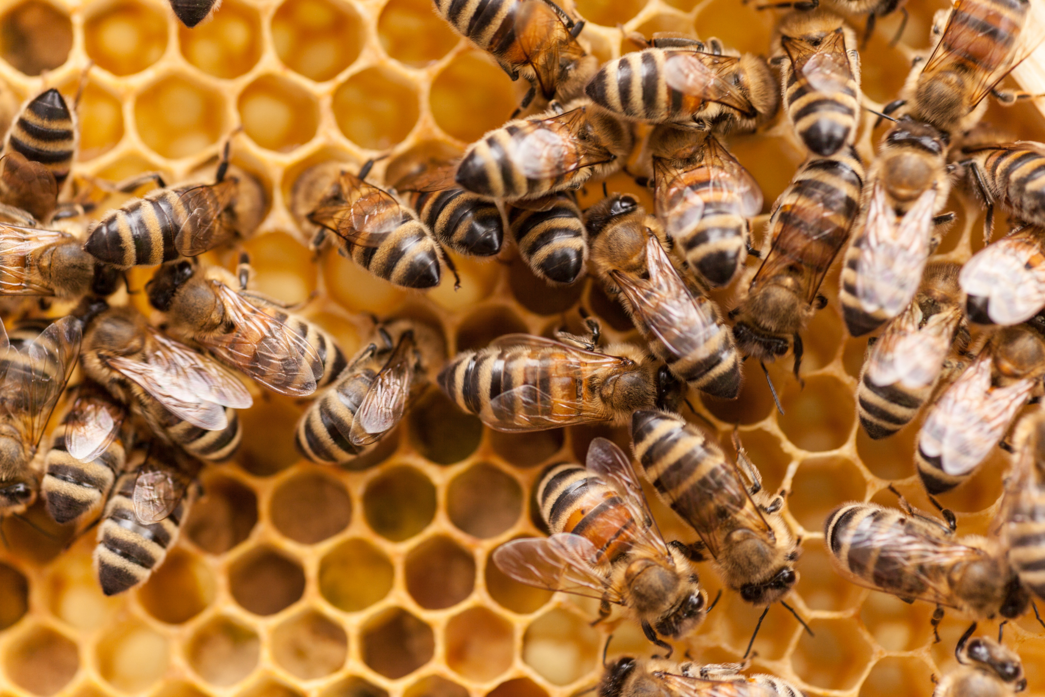 Honey bees