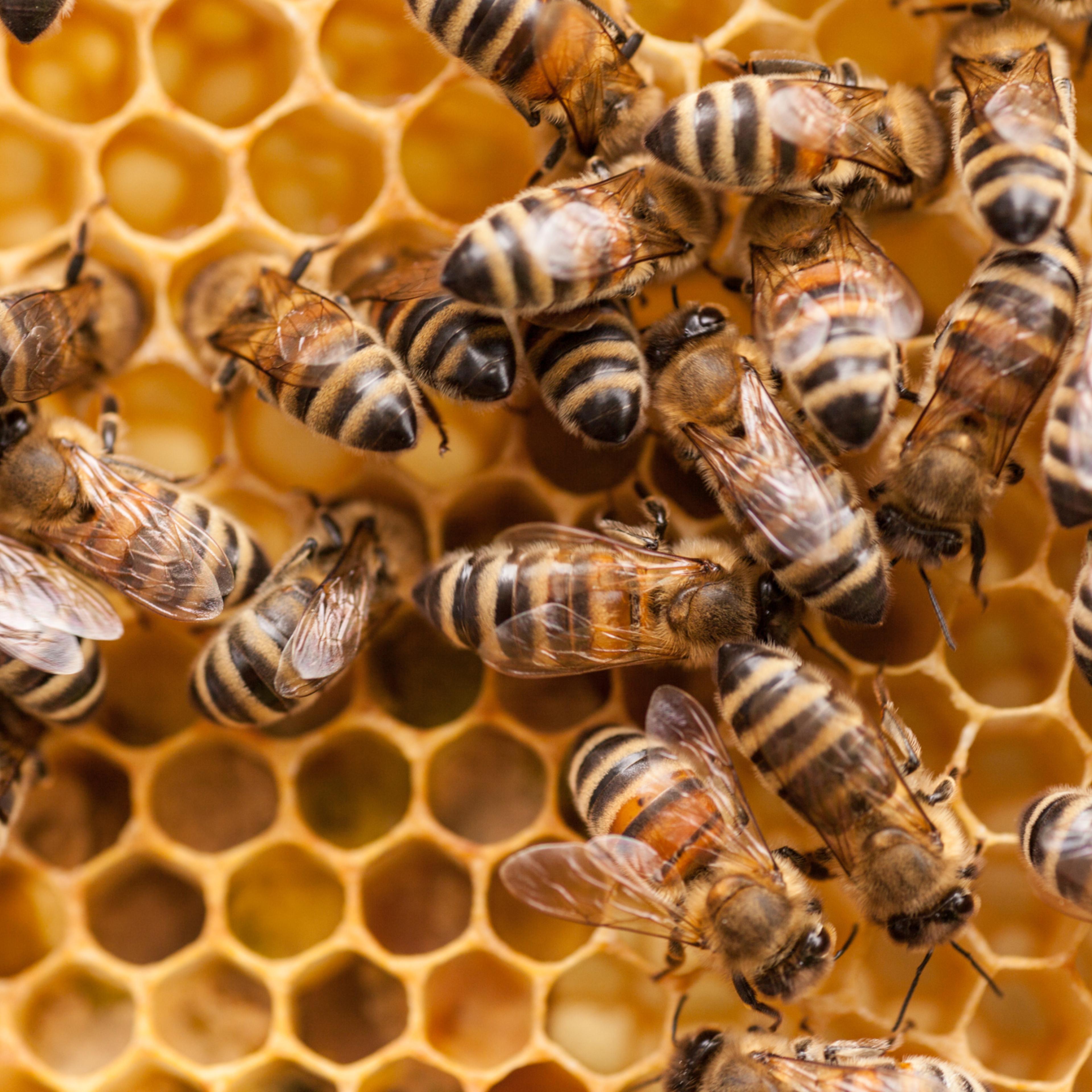 Honey bees
