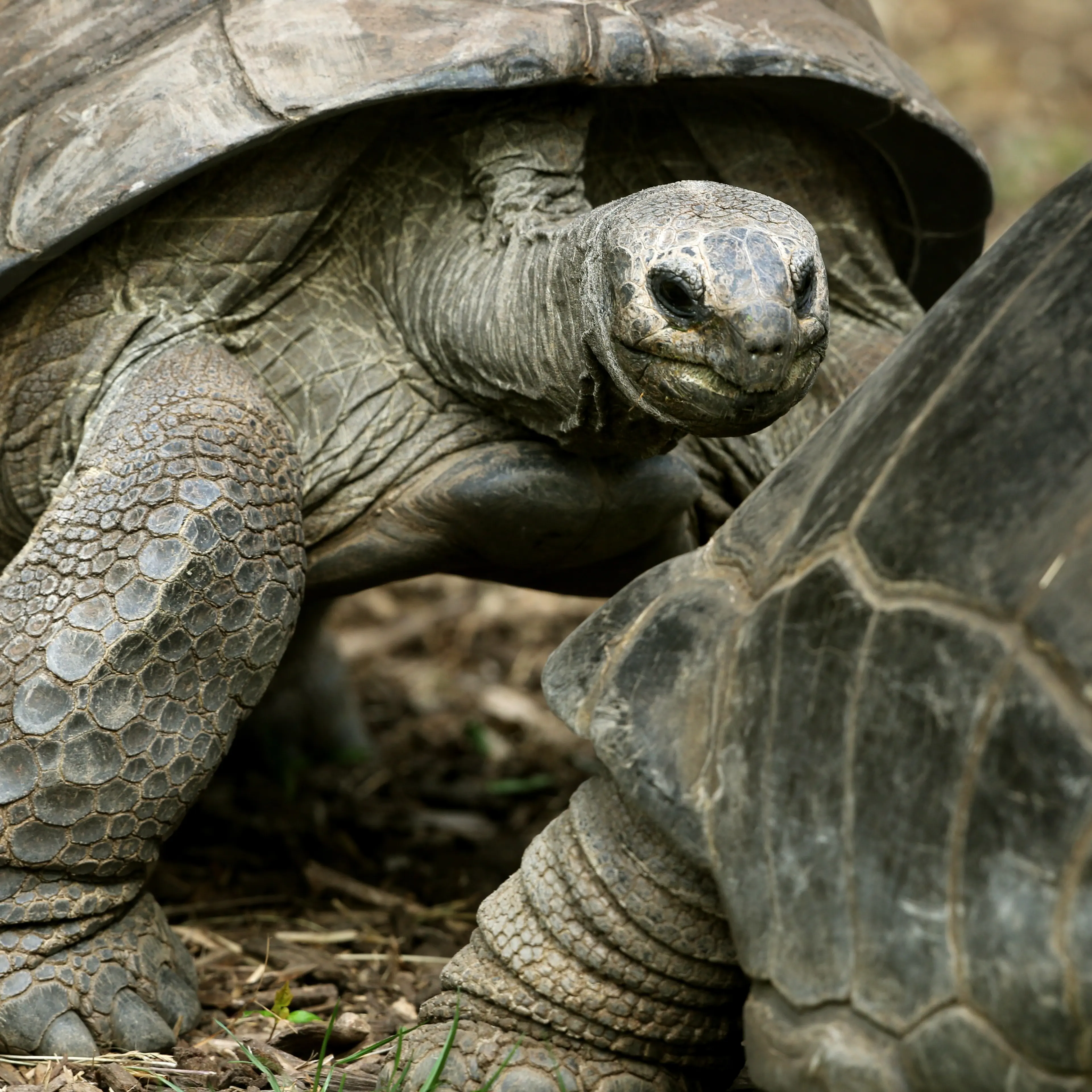 A Seychelles giant tortoise walks through its enclosure at the zoo in Duisburg, Germany, on March 31, 2014.