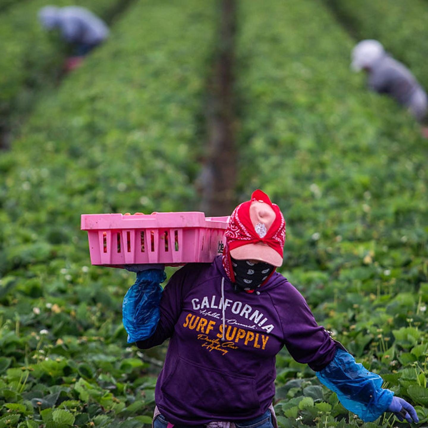 A farmworker works in a strawberry field on June 12, 2025 in Oxnard, Calif.