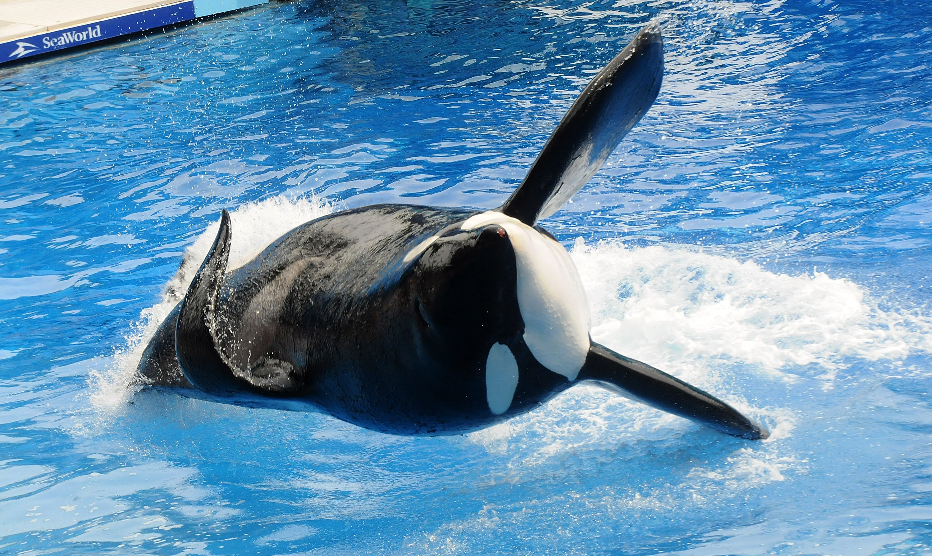 Killer Whale That Killed Its Trainer Returns To Show At SeaWorld