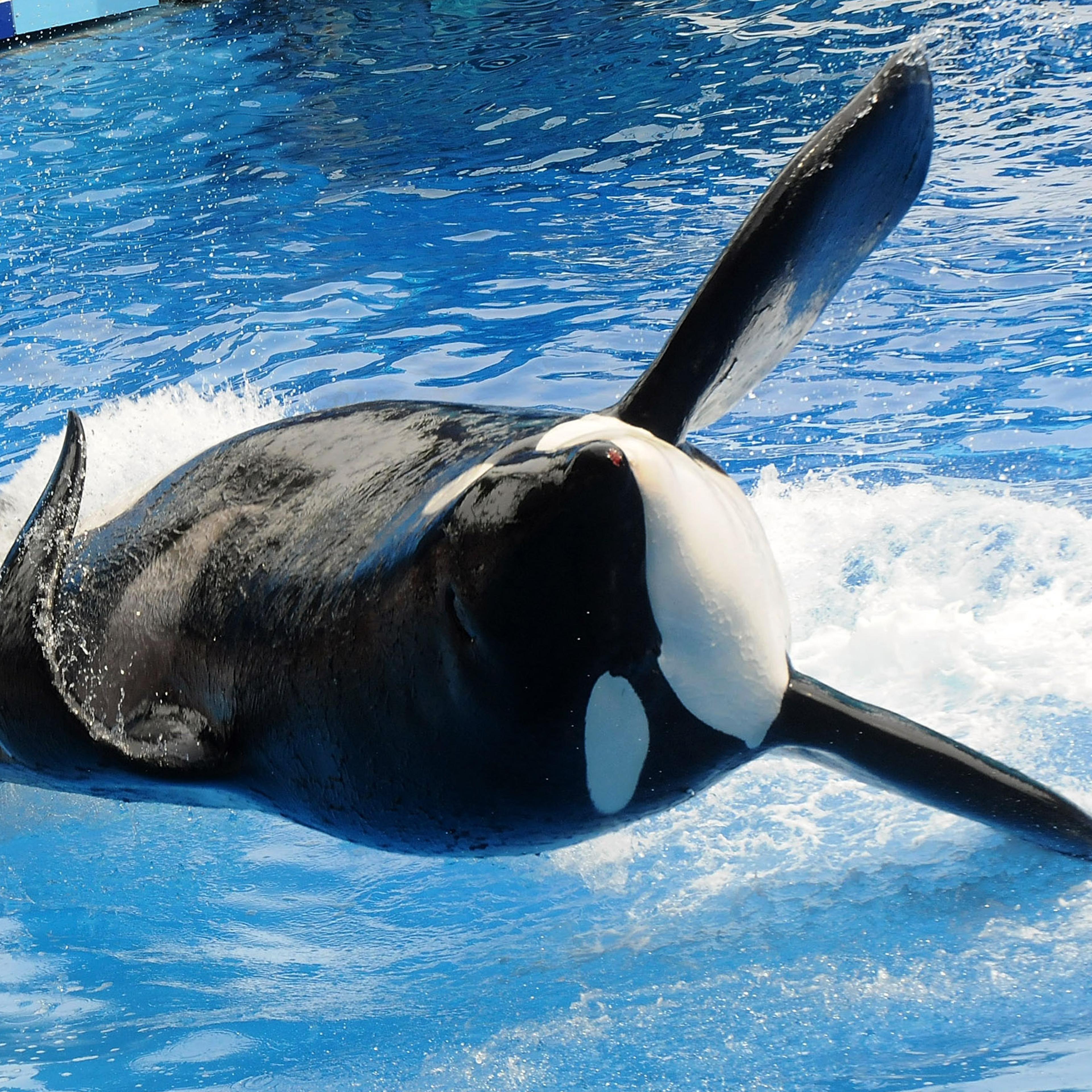 Killer Whale That Killed Its Trainer Returns To Show At SeaWorld
