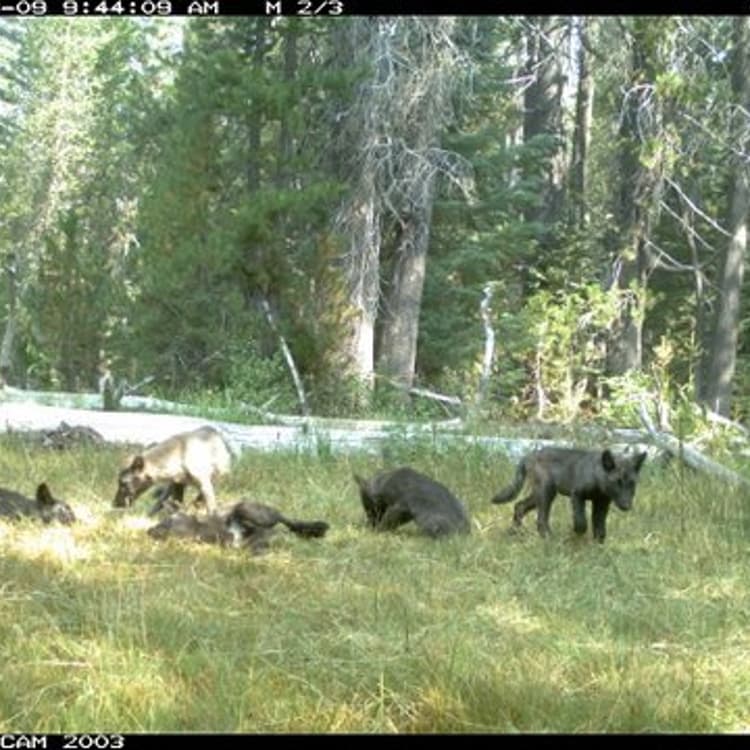 Handout photo of wolf pack in Siskiyou County, California