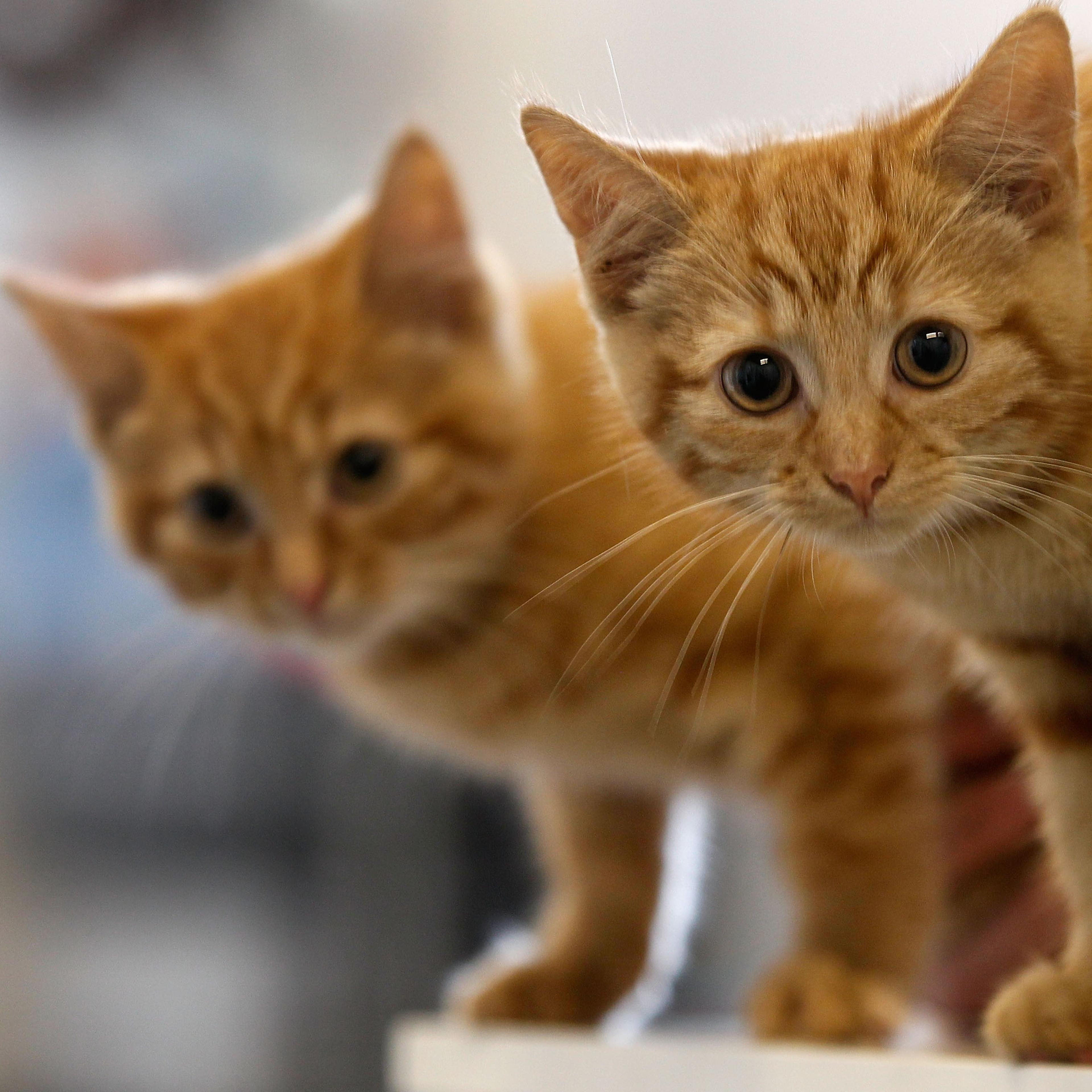 Animal Sanctuary Needs £200,000 To Avoid Closure