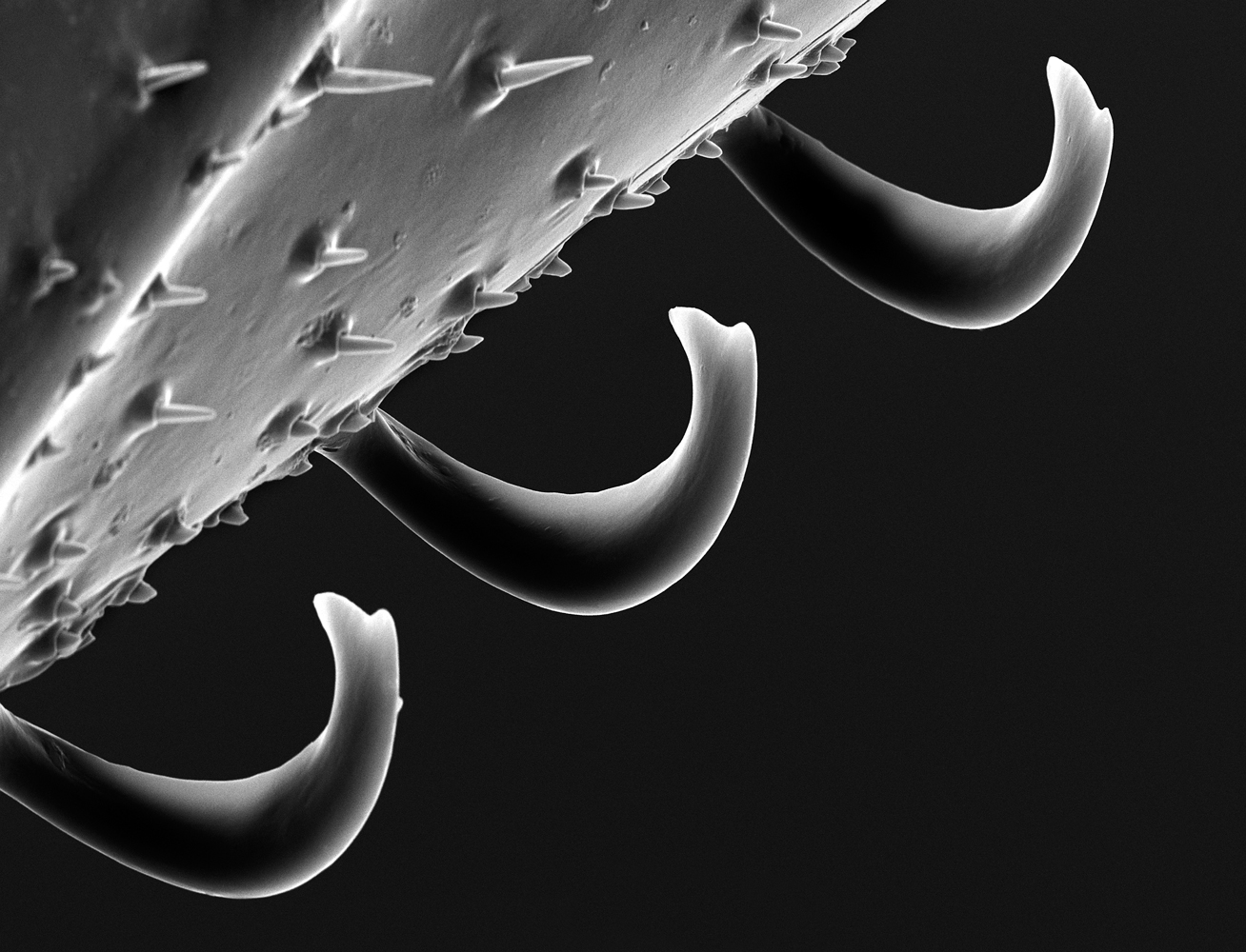 The Bee, Magnified: Microscopic Photography by Rose-Lynn Fisher