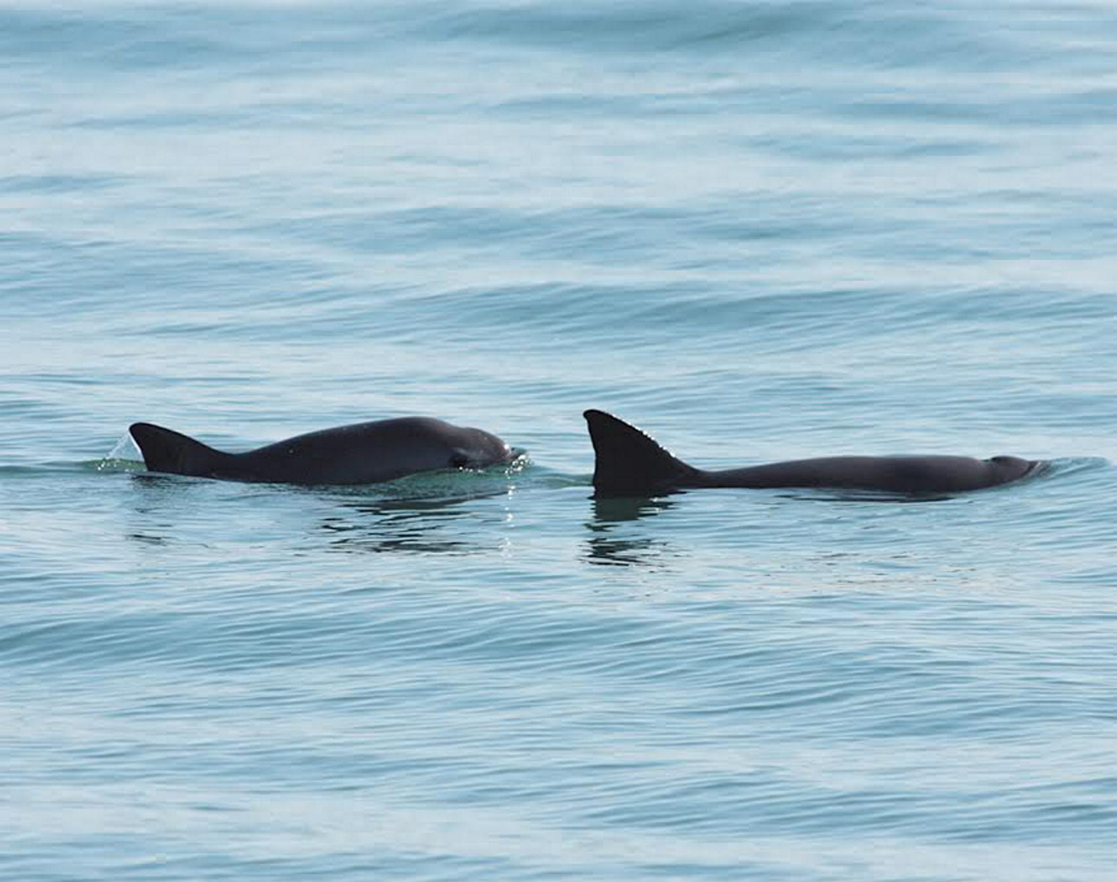 VAQUITA MARINA, AVANZA PROGRAMA PARA EVITAR SU EXTINCI√ìN