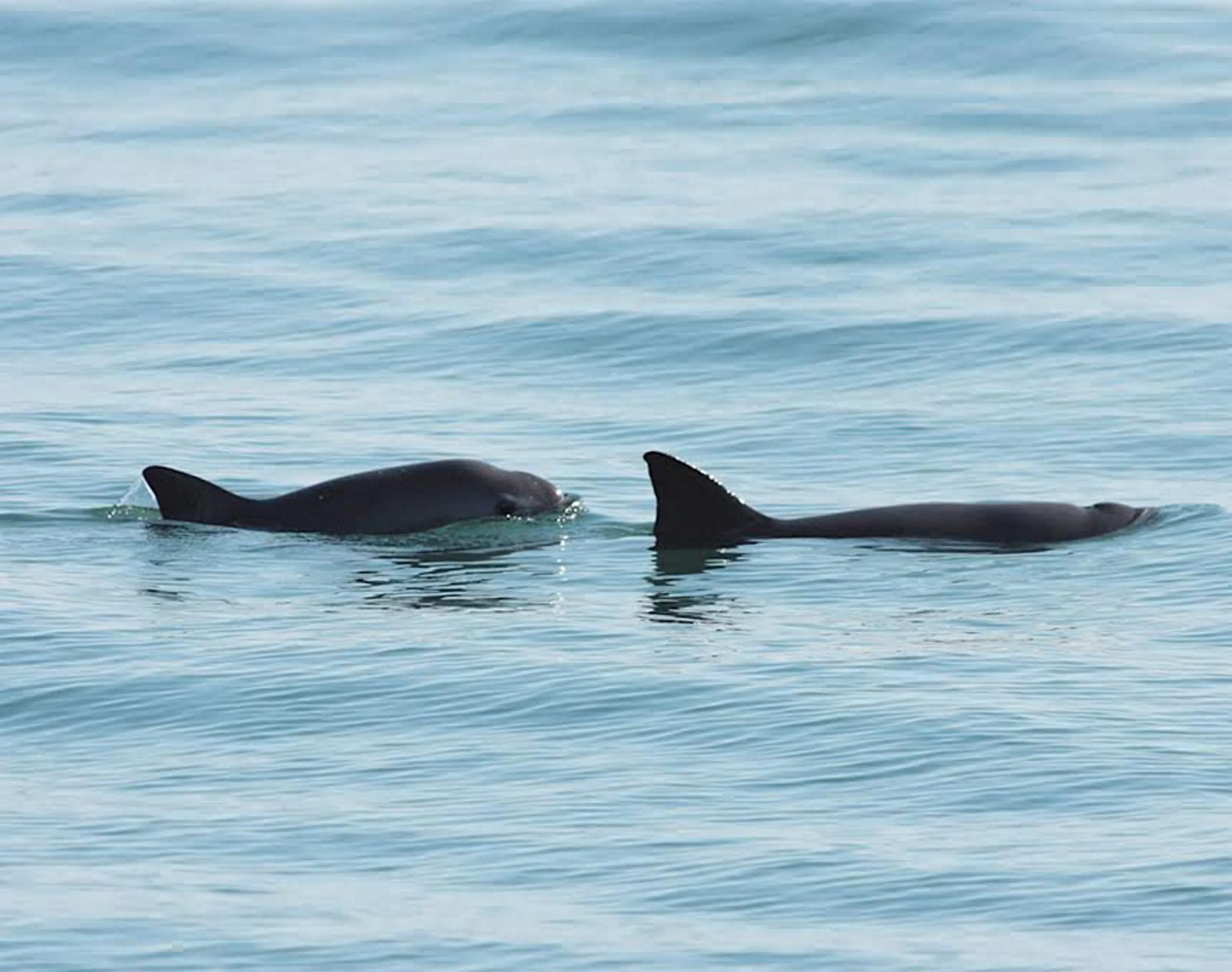VAQUITA MARINA, AVANZA PROGRAMA PARA EVITAR SU EXTINCIÓN