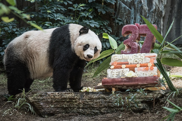 HONG KONG-ANIMAL-PANDA-OLDEST