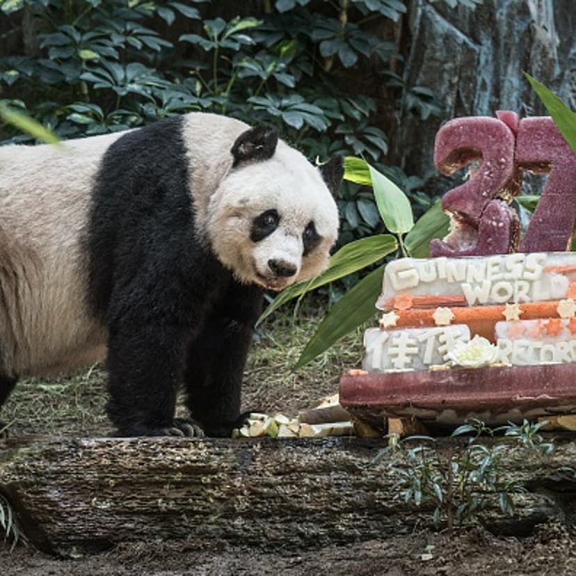 HONG KONG-ANIMAL-PANDA-OLDEST