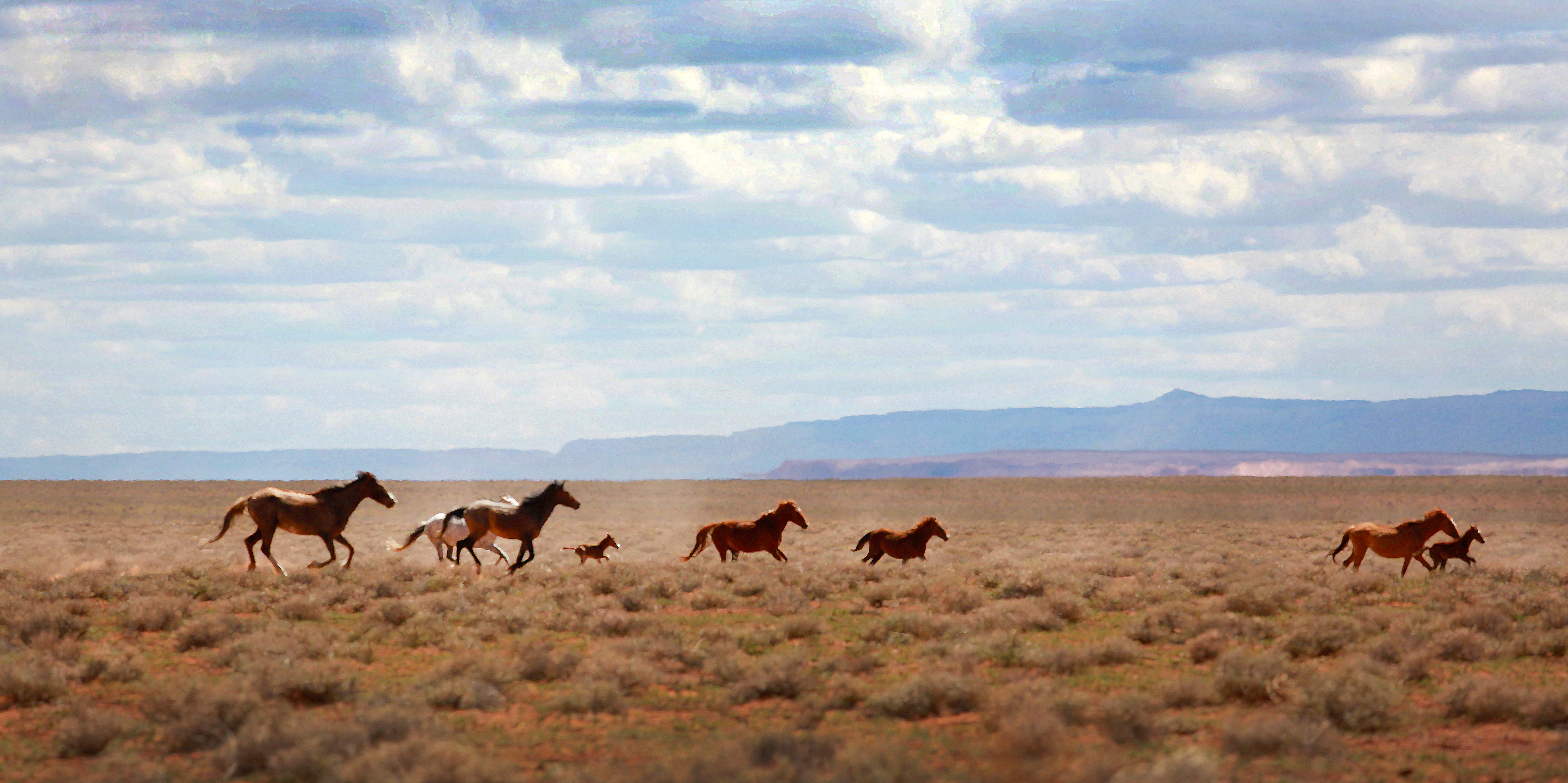 Horses and colts running wild on the Navajo Nation Indian Reservation in Arizona USA near Indian Wells