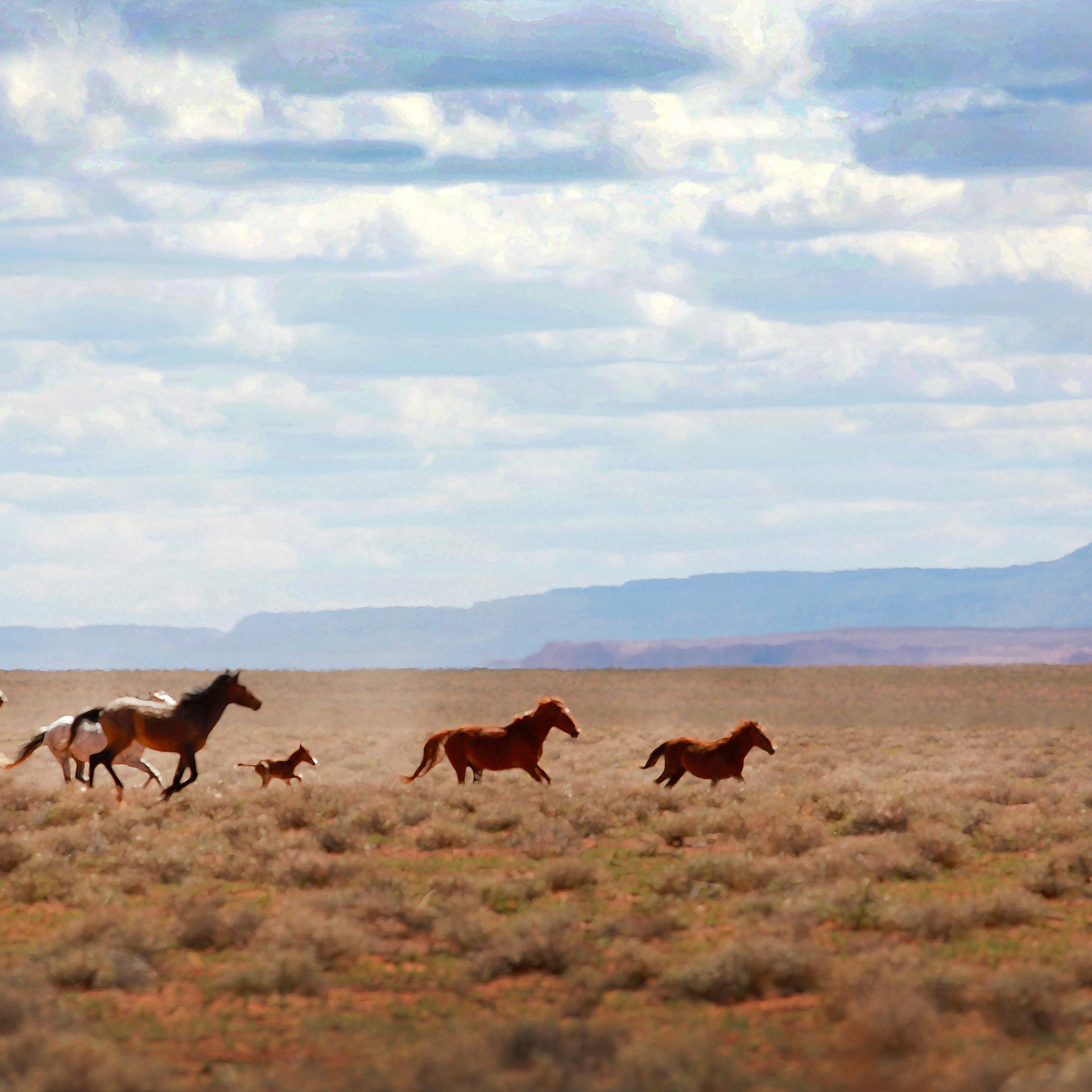 Horses and colts running wild on the Navajo Nation Indian Reservation in Arizona USA near Indian Wells
