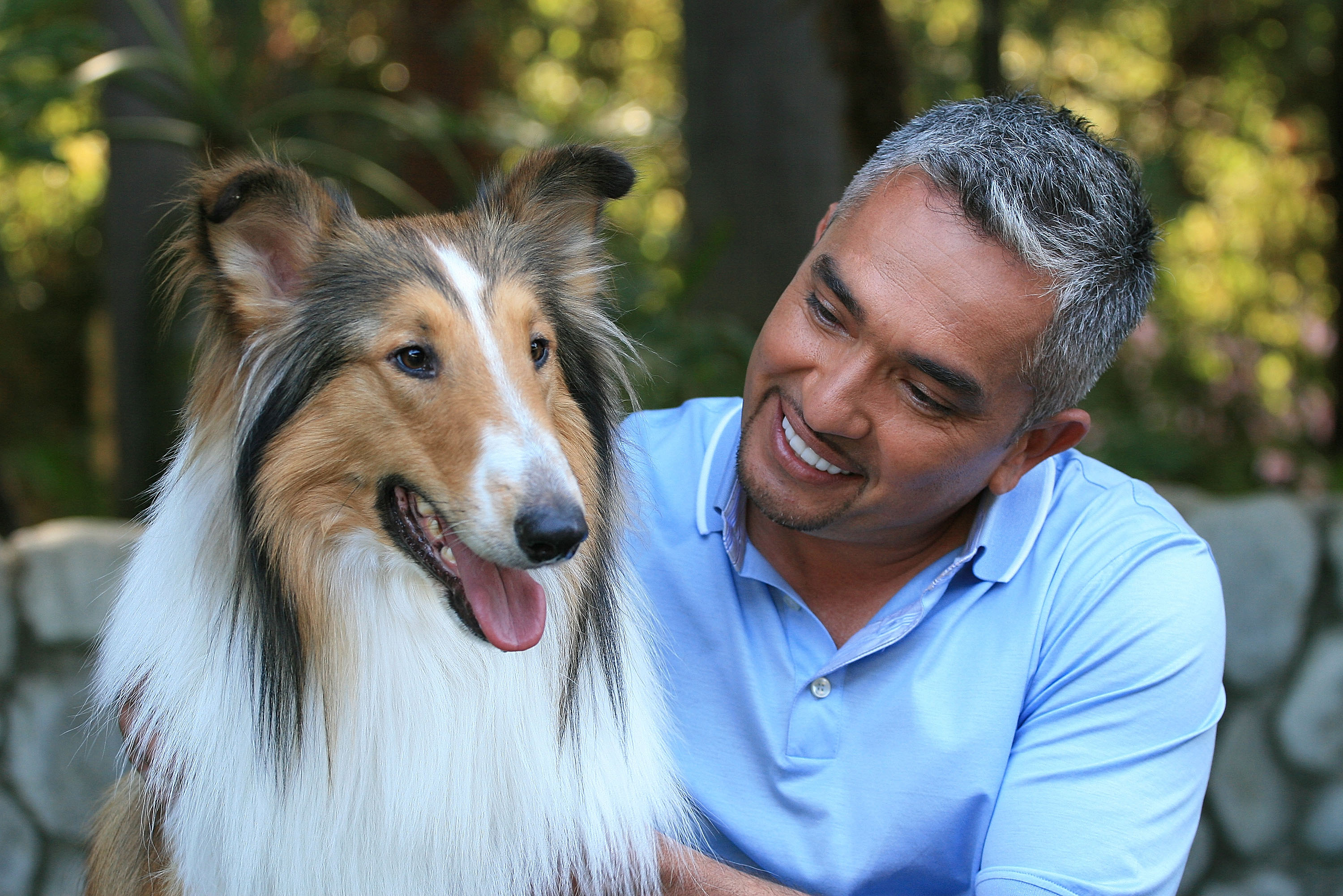 Lassie Dog Breeds
