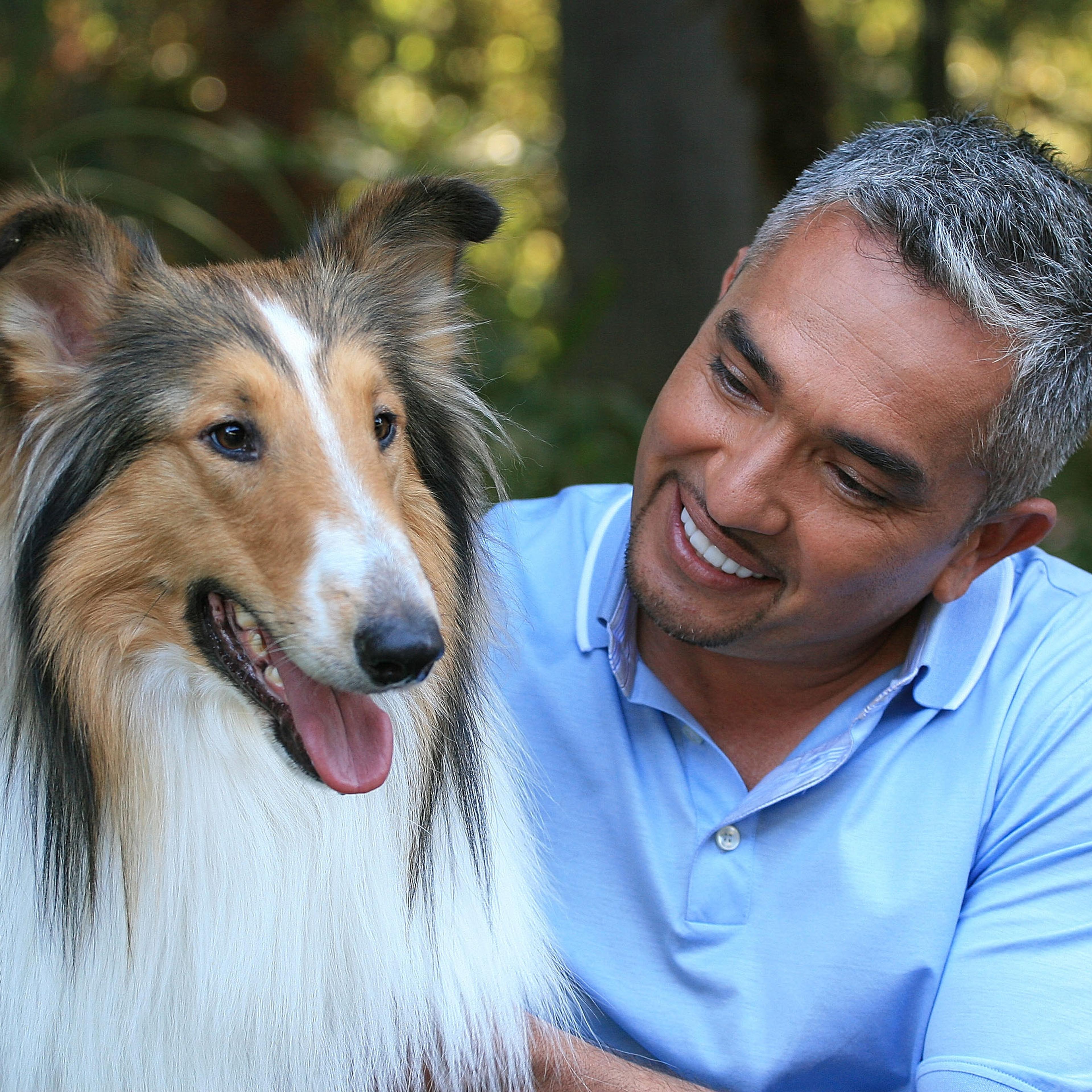 Lassie Dog Breeds