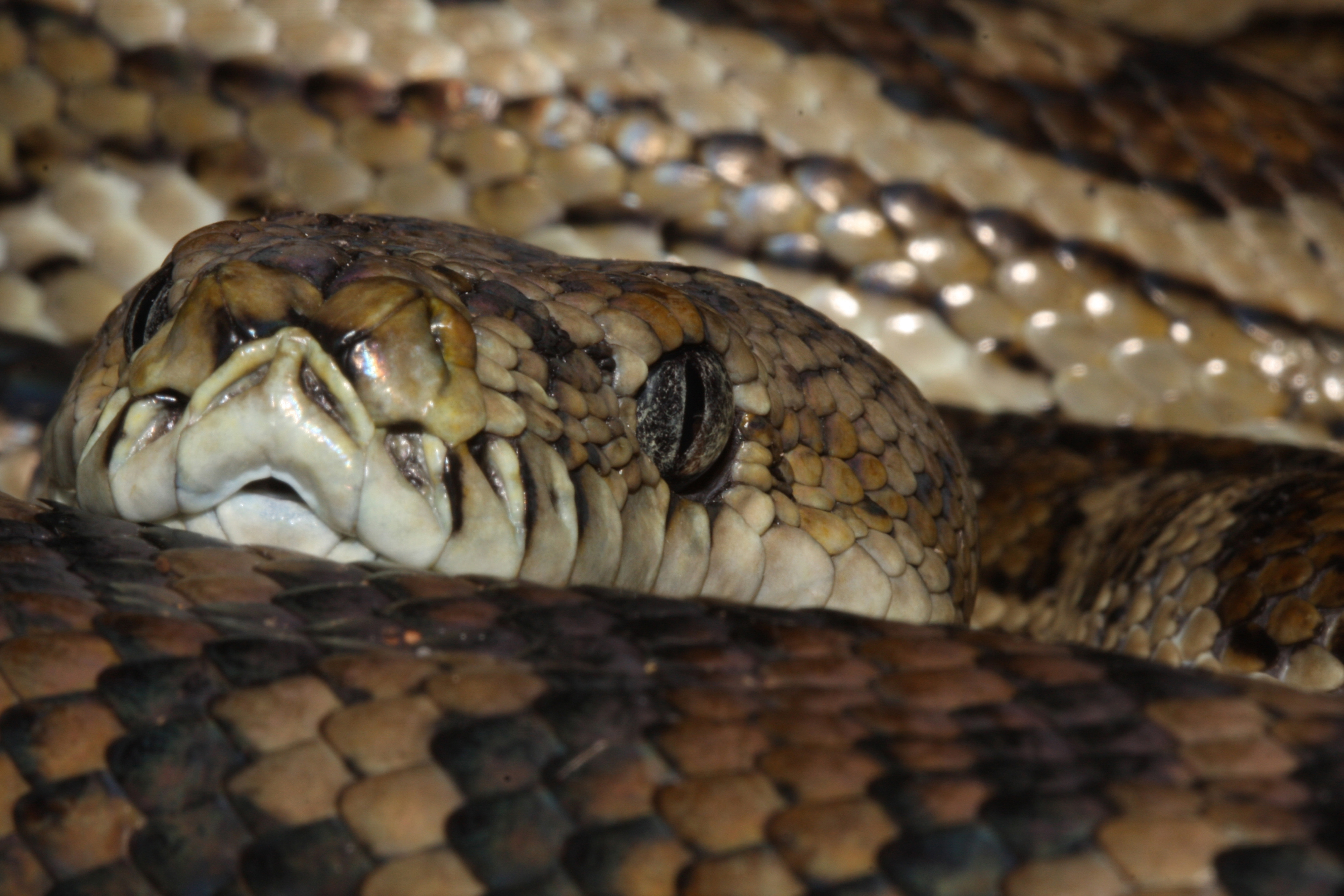 Southwestern carpet python