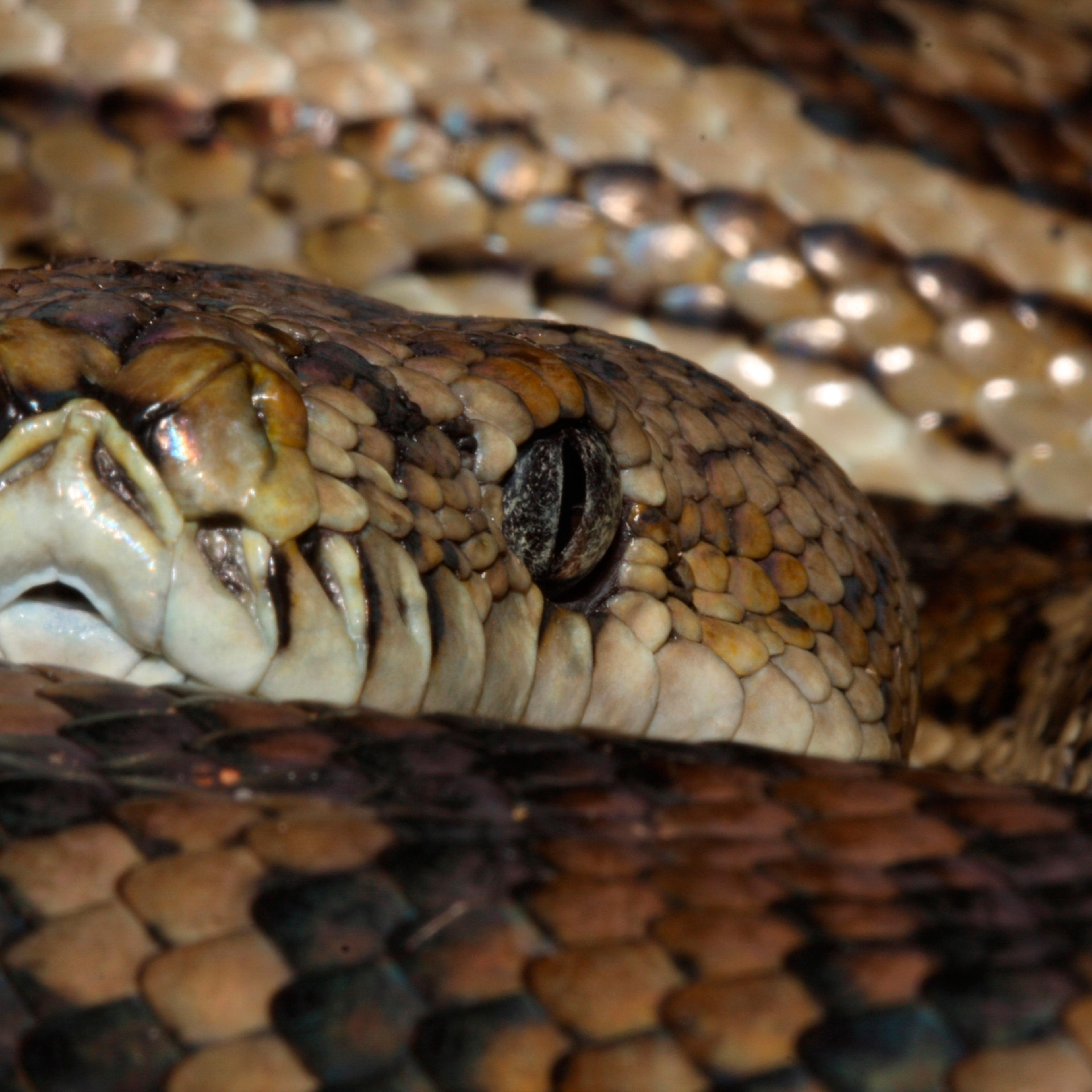 Southwestern carpet python