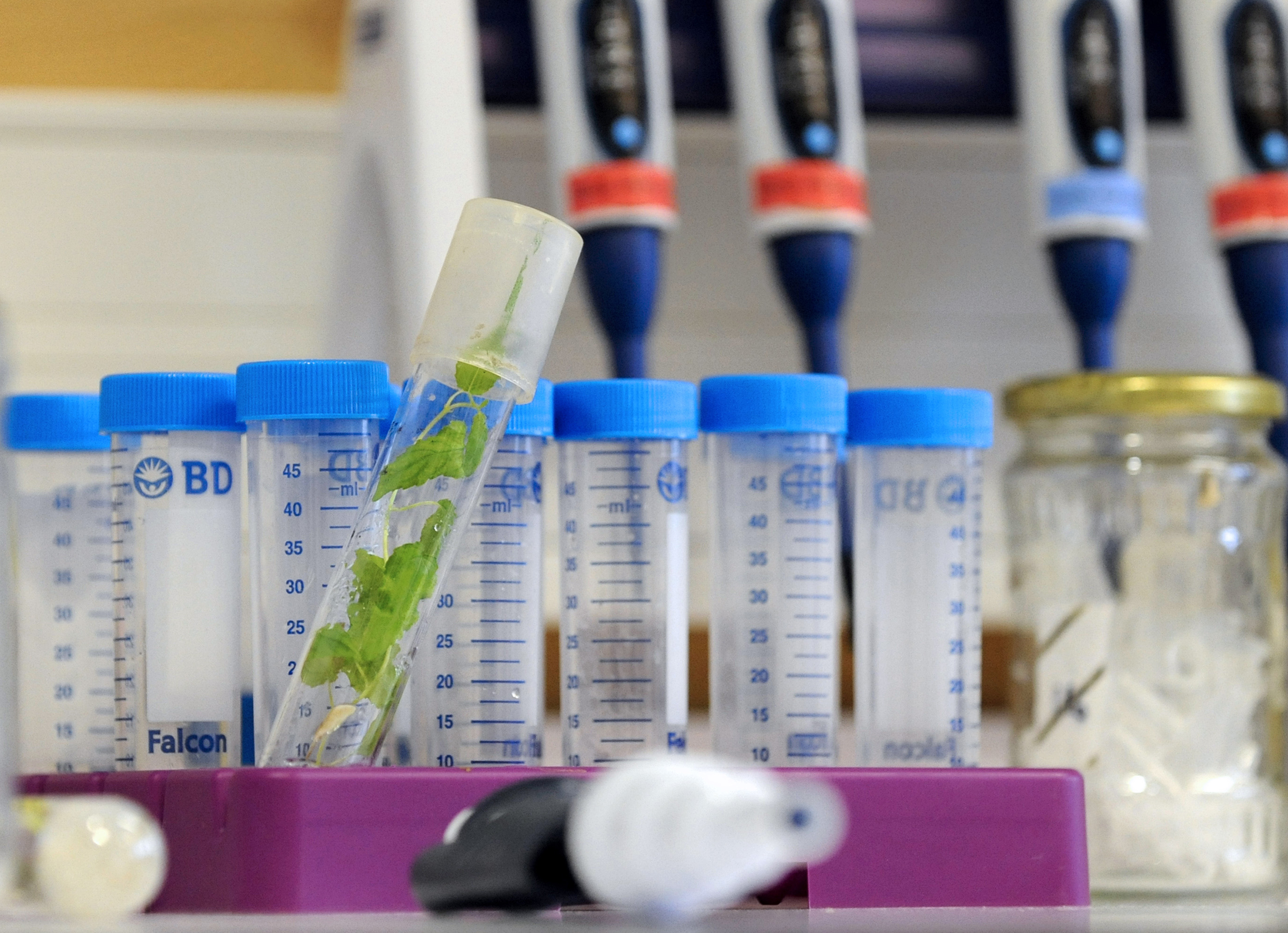 FRANCE-RESEARCH-AGRONOMY-INRA-FRANCIS-MARTIN