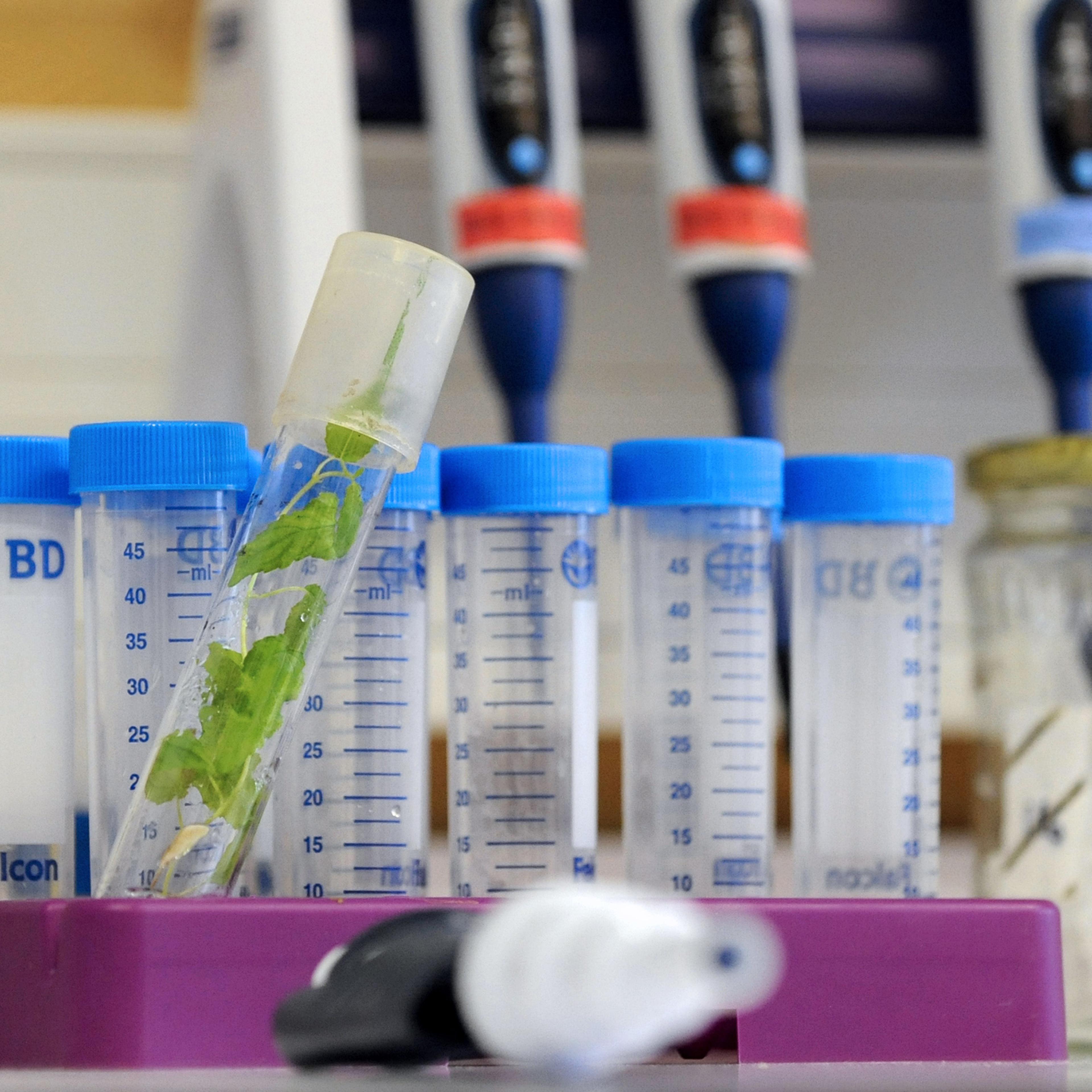 FRANCE-RESEARCH-AGRONOMY-INRA-FRANCIS-MARTIN