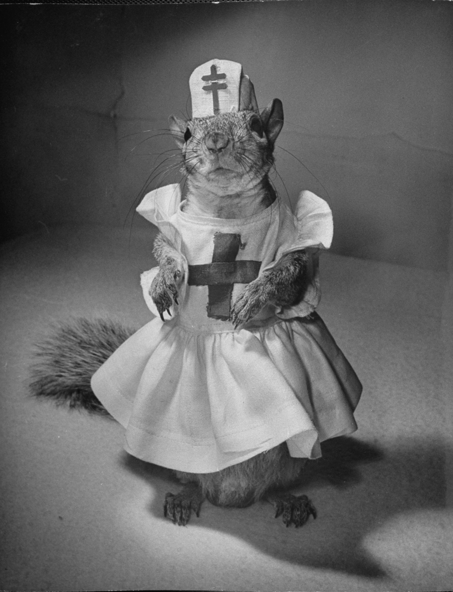 A Squirrel's Guide to Fashion
