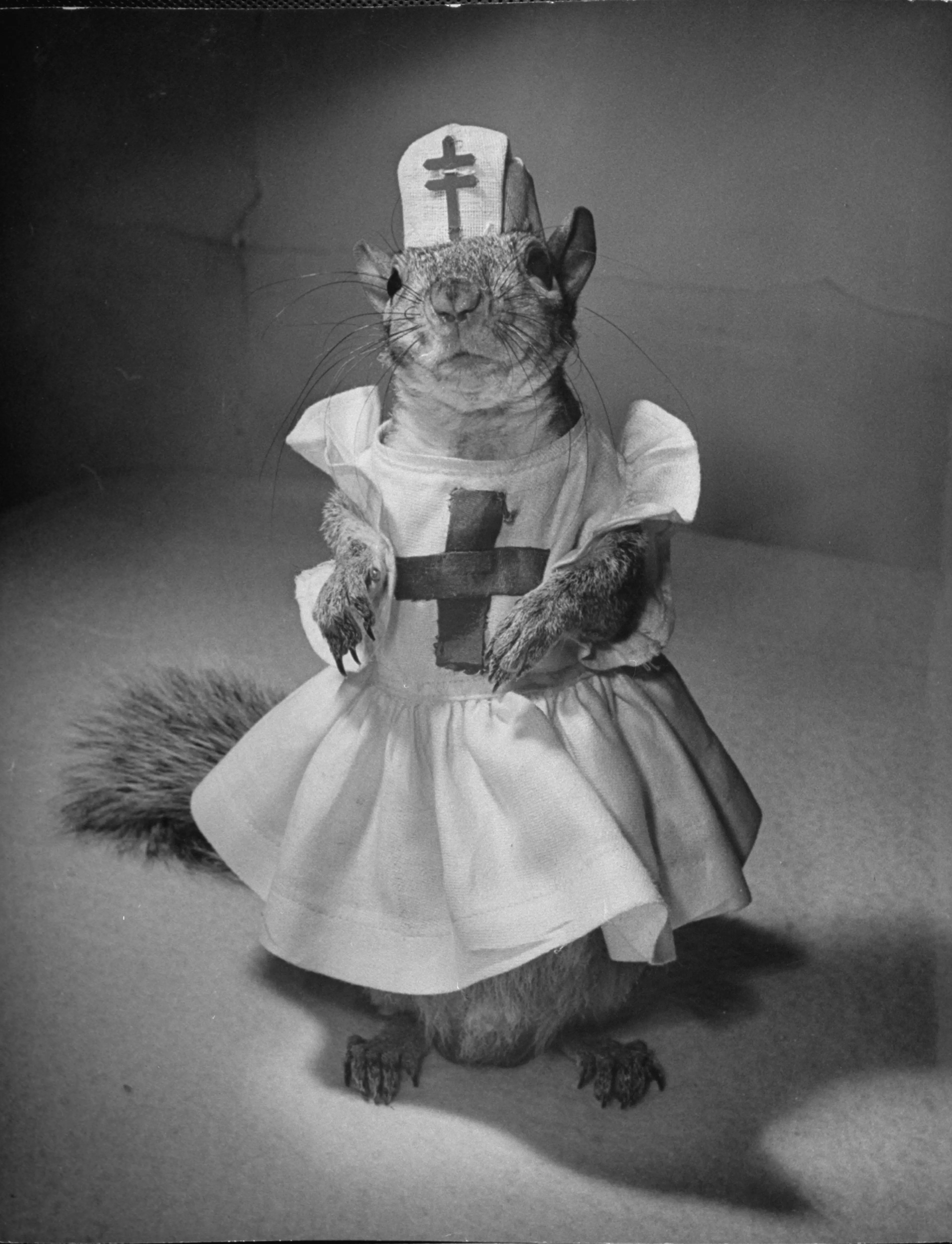 A Squirrel's Guide to Fashion
