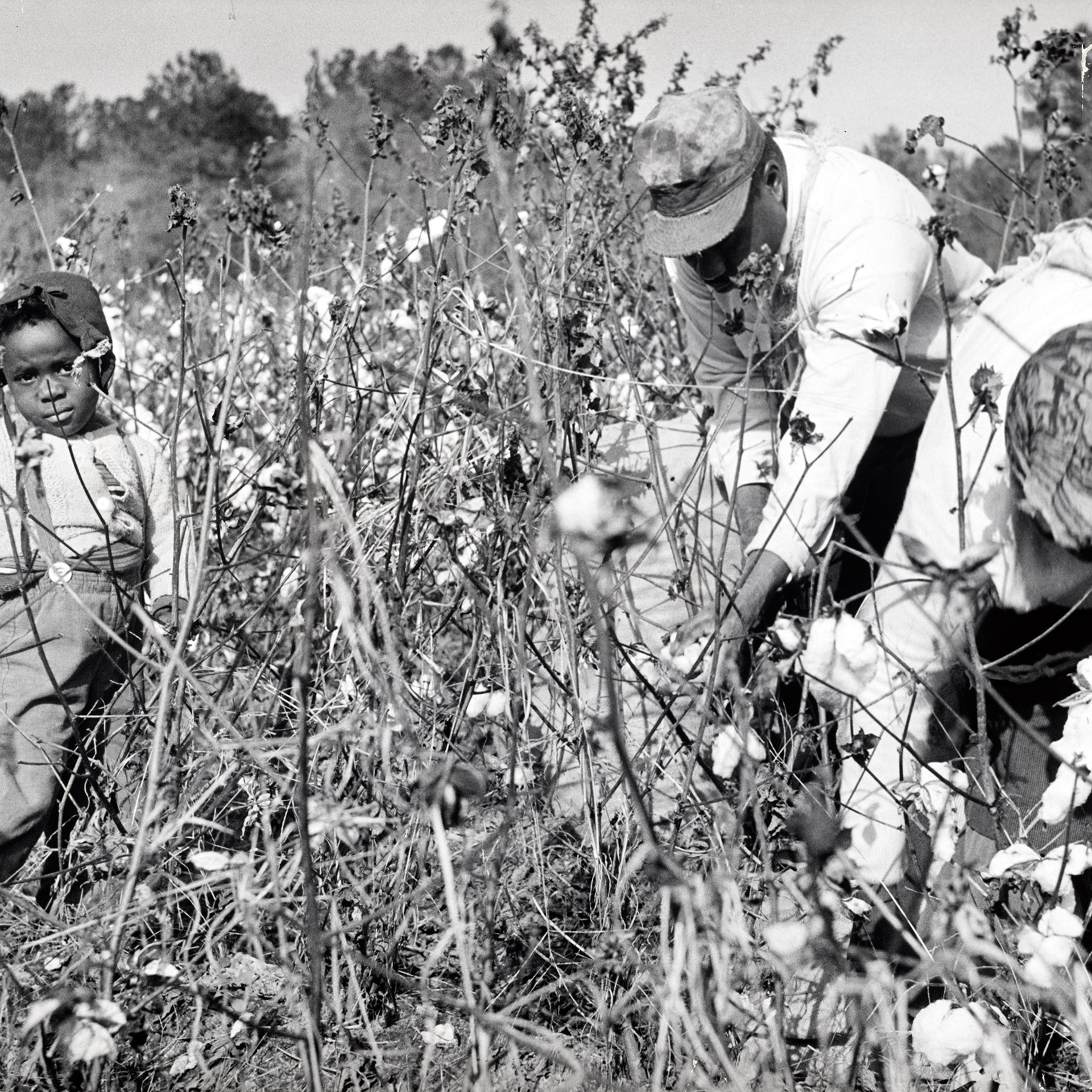 Man, woman, and child shown picking cotton in a field. Georgia, 1964.