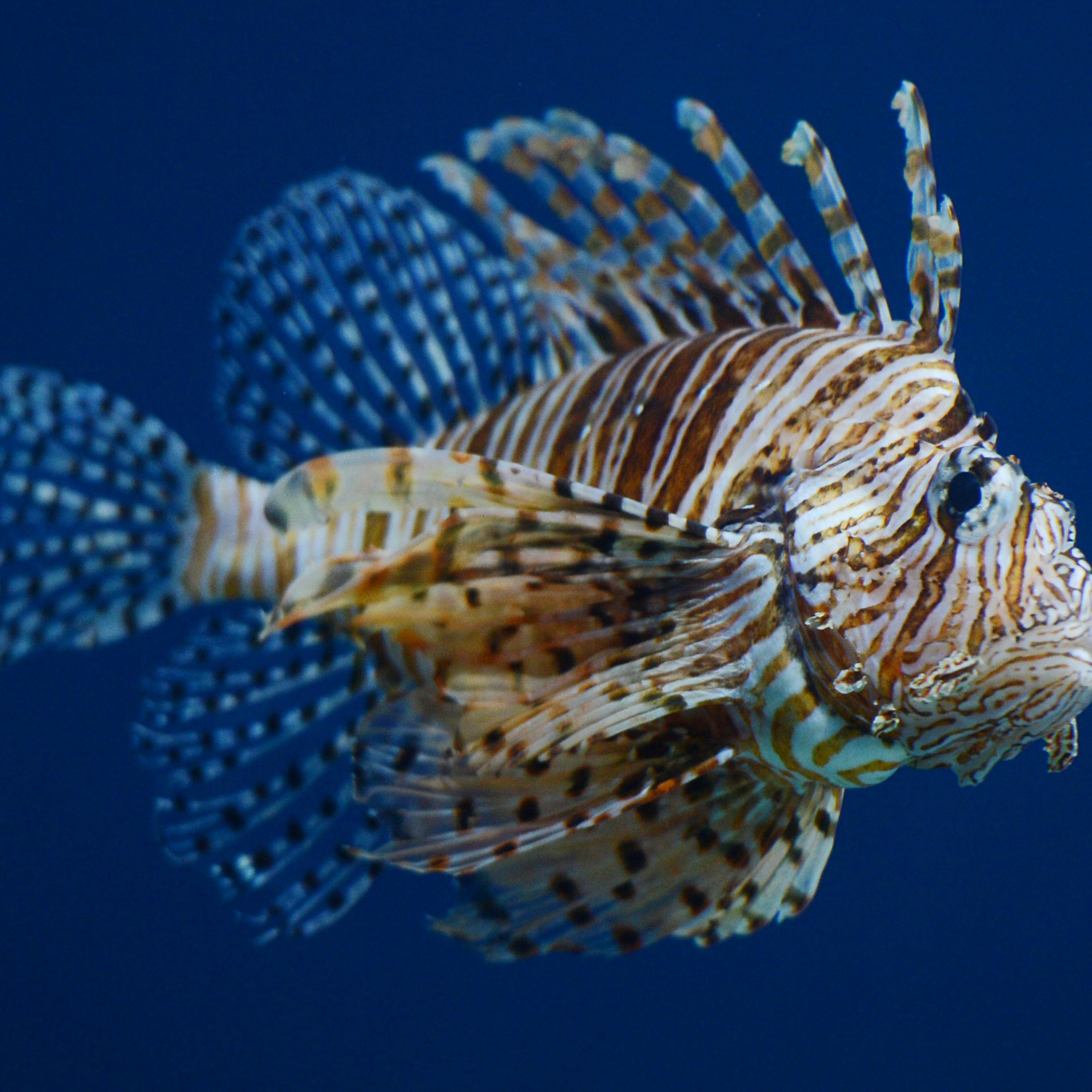 A winged lionfish at the Beijing Aquarium on May 30, 2012.