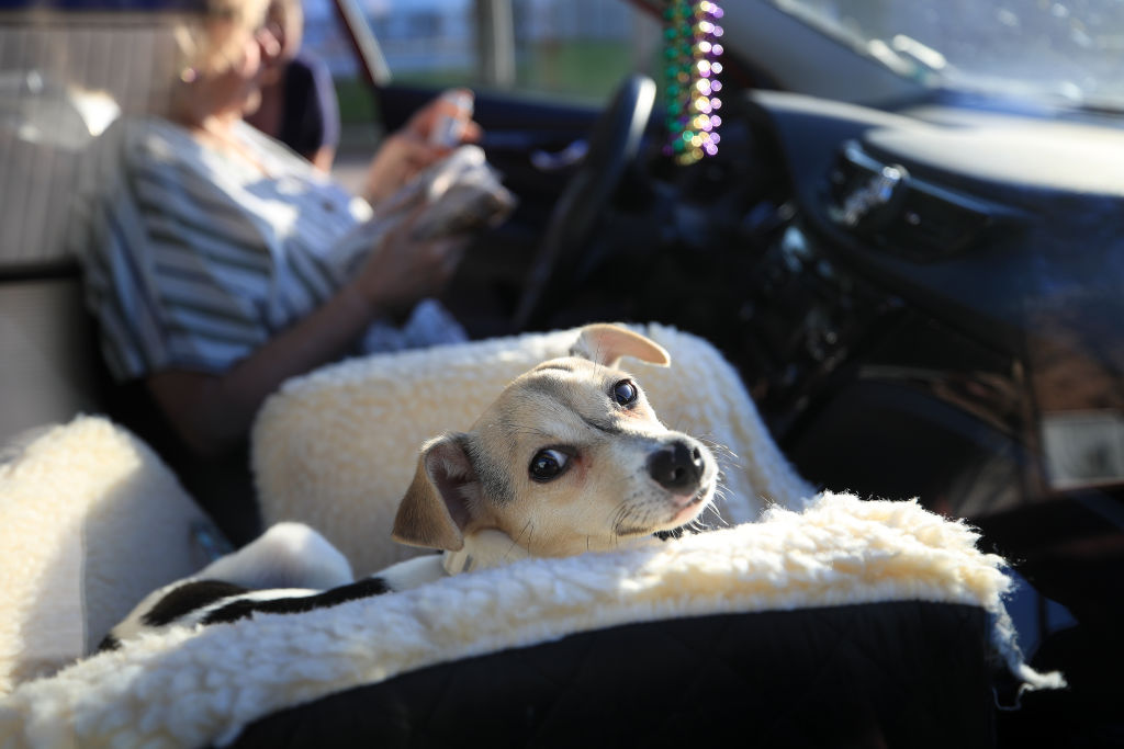 Pet of the Year