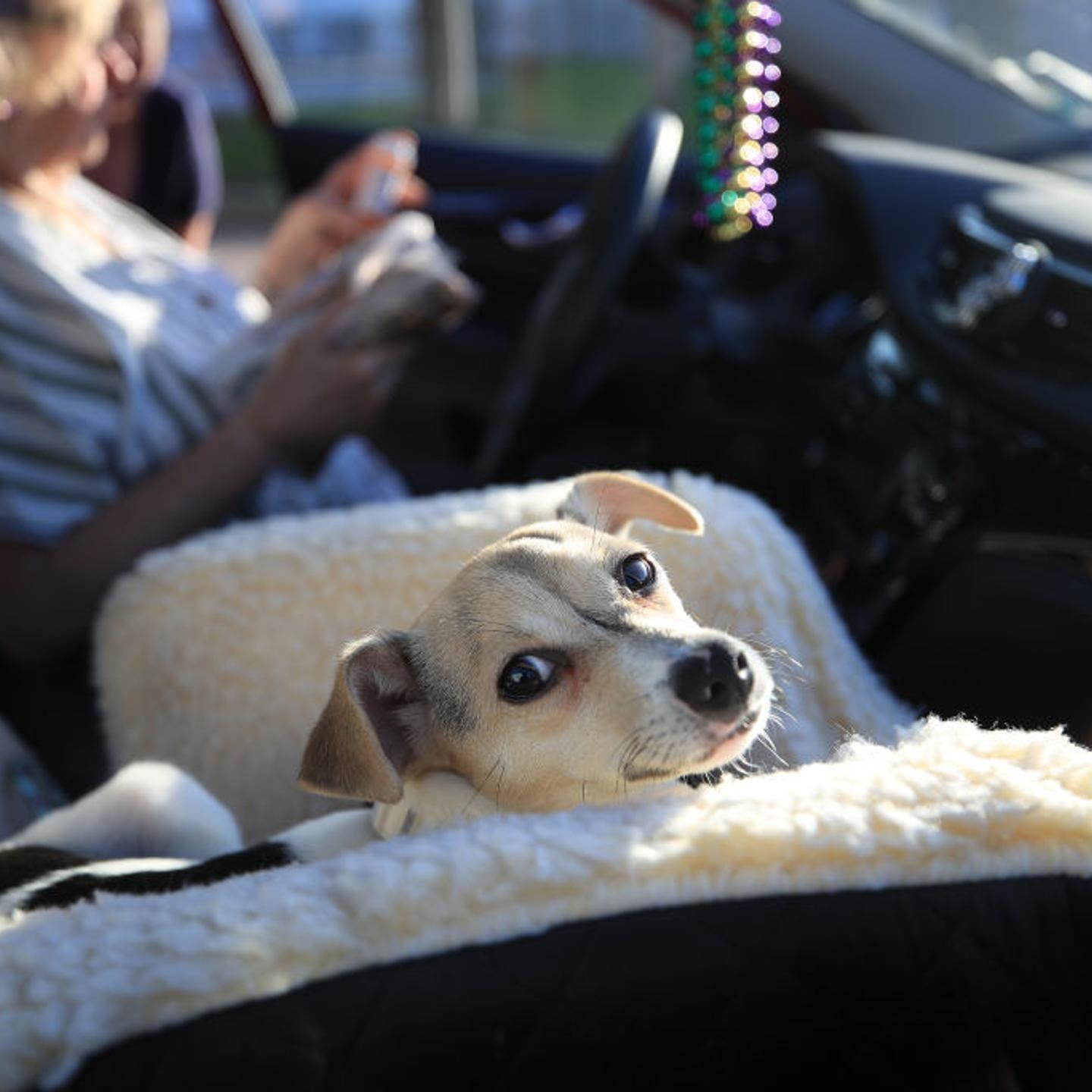 Pet of the Year
