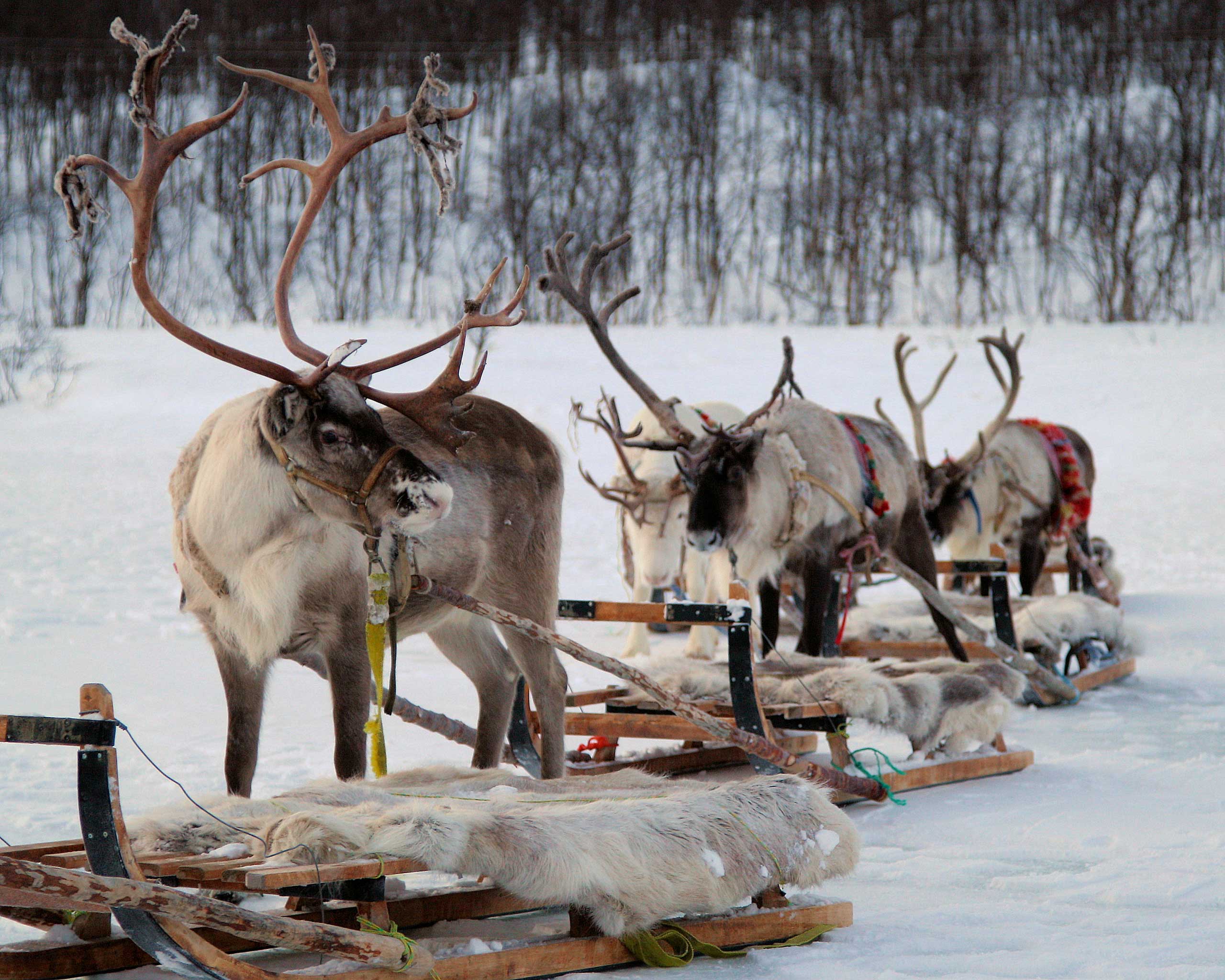 Reindeer Caravan in Tromso, Norway
