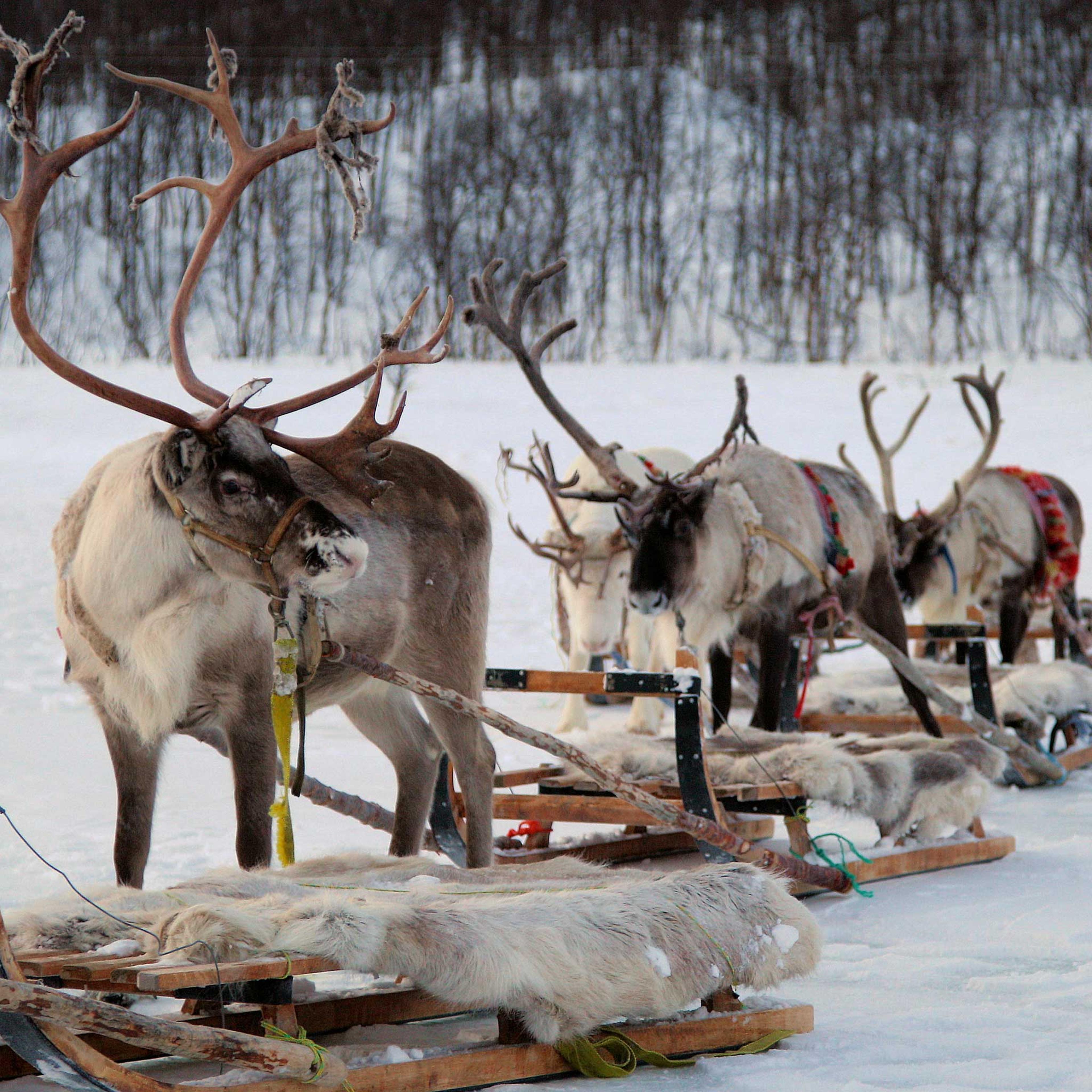 Reindeer Caravan in Tromso, Norway