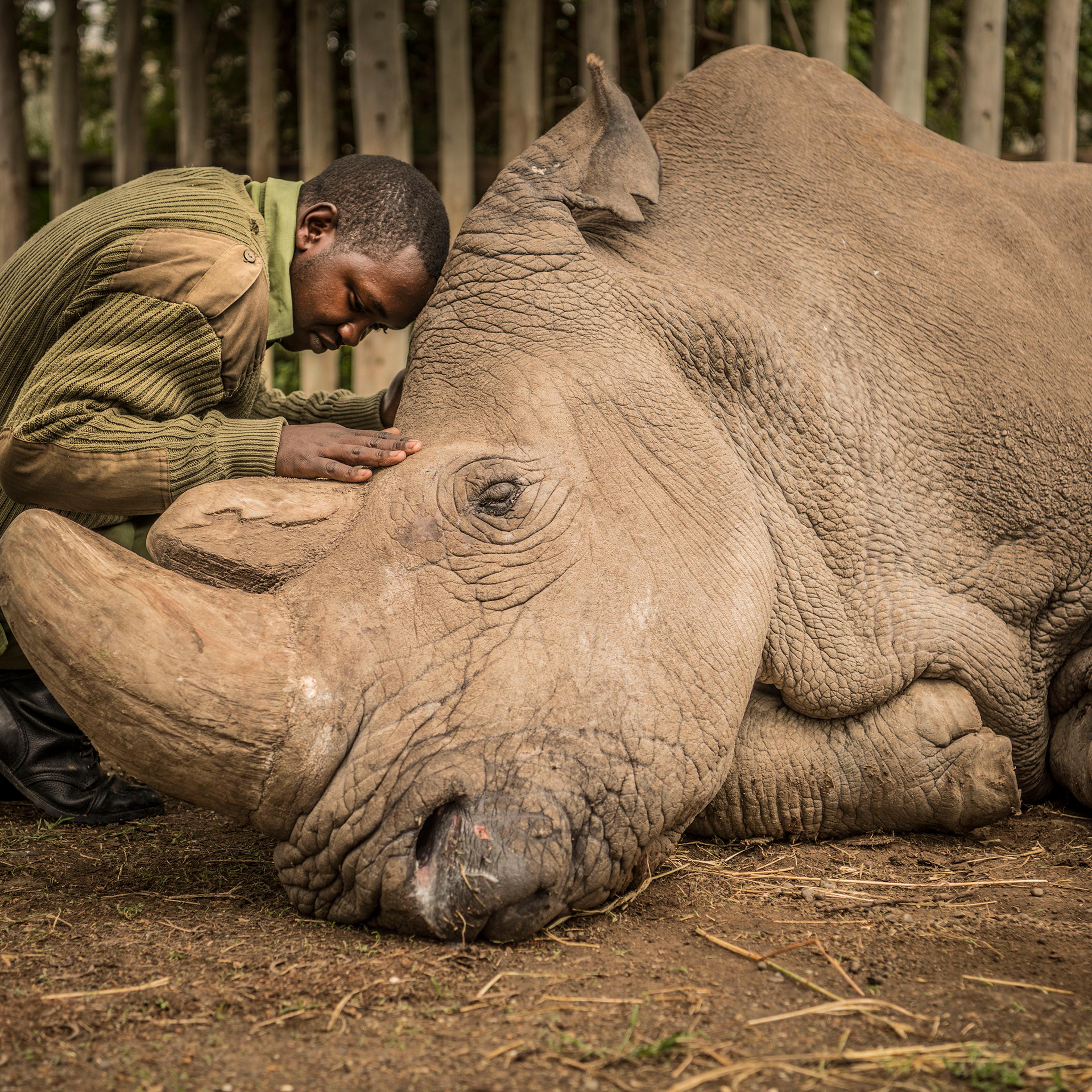 Joseph Wachira, 26, comforts Sudan, the last male Northern White Rhino on the planet, moments before he passed away