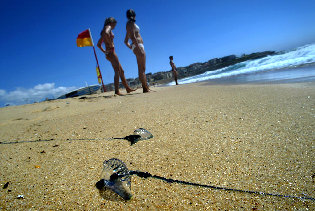 Scenes from Maroubra Beach where prevailing North Easterly winds have pushed mas