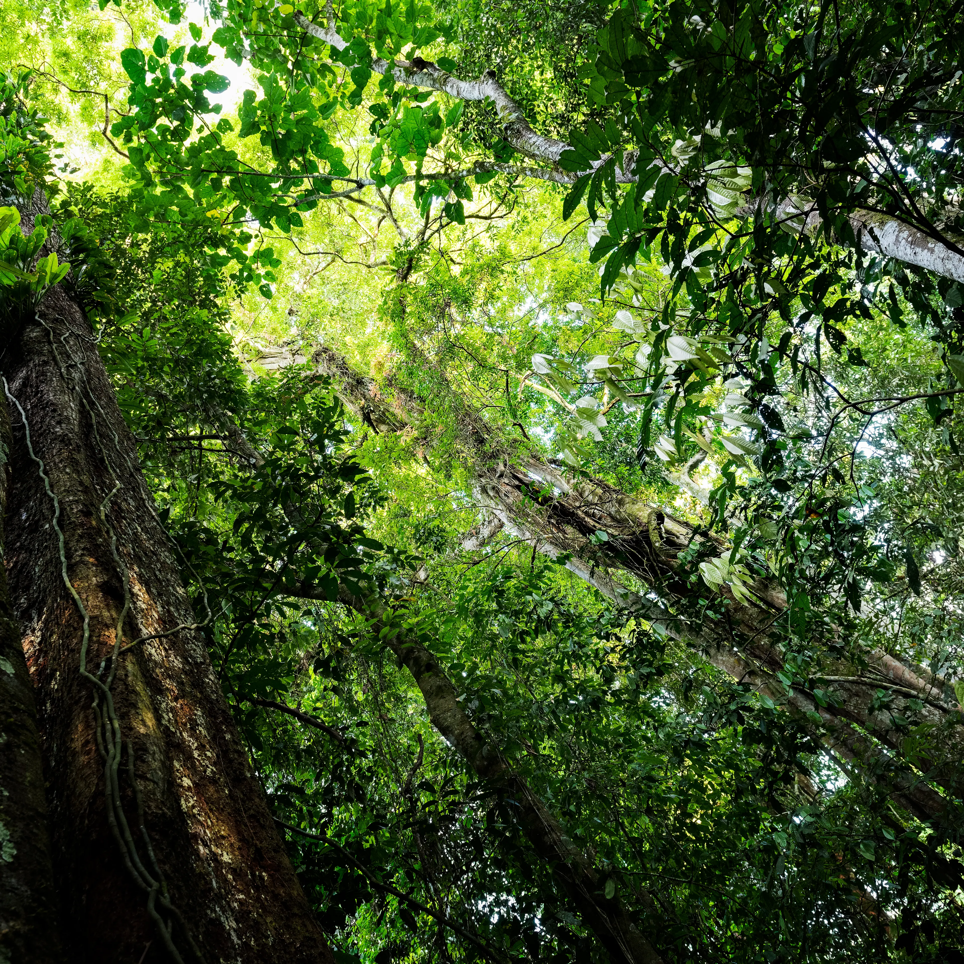 Leuser Ecosystem in Indonesia